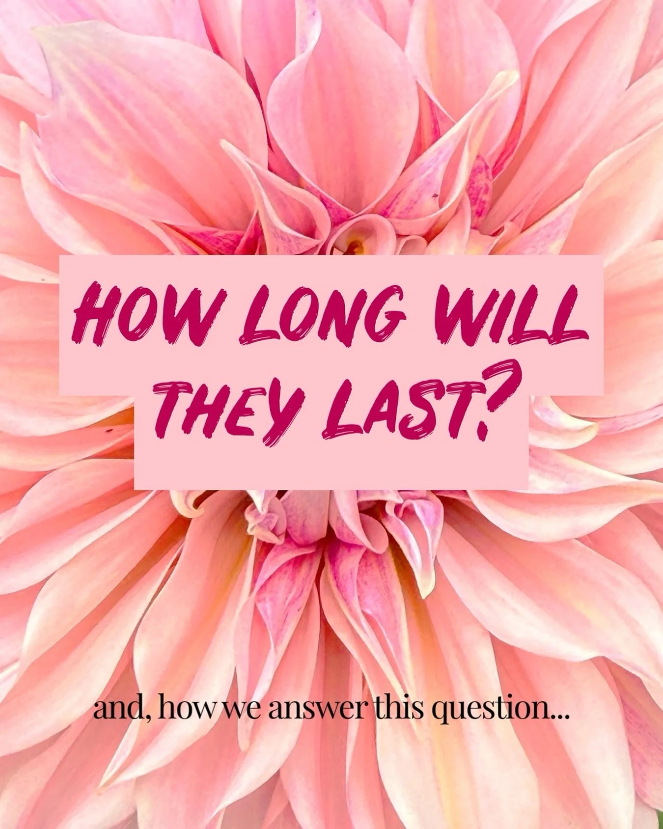 The question florists get asked every day&hellip;

&ldquo;How long will the flowers last?&rdquo;

I&rsquo;m about to be very honest with you.

Cut flowers aren&rsquo;t meant to last. Yep&hellip; I said what I said. Stick with me here, please.

Their 