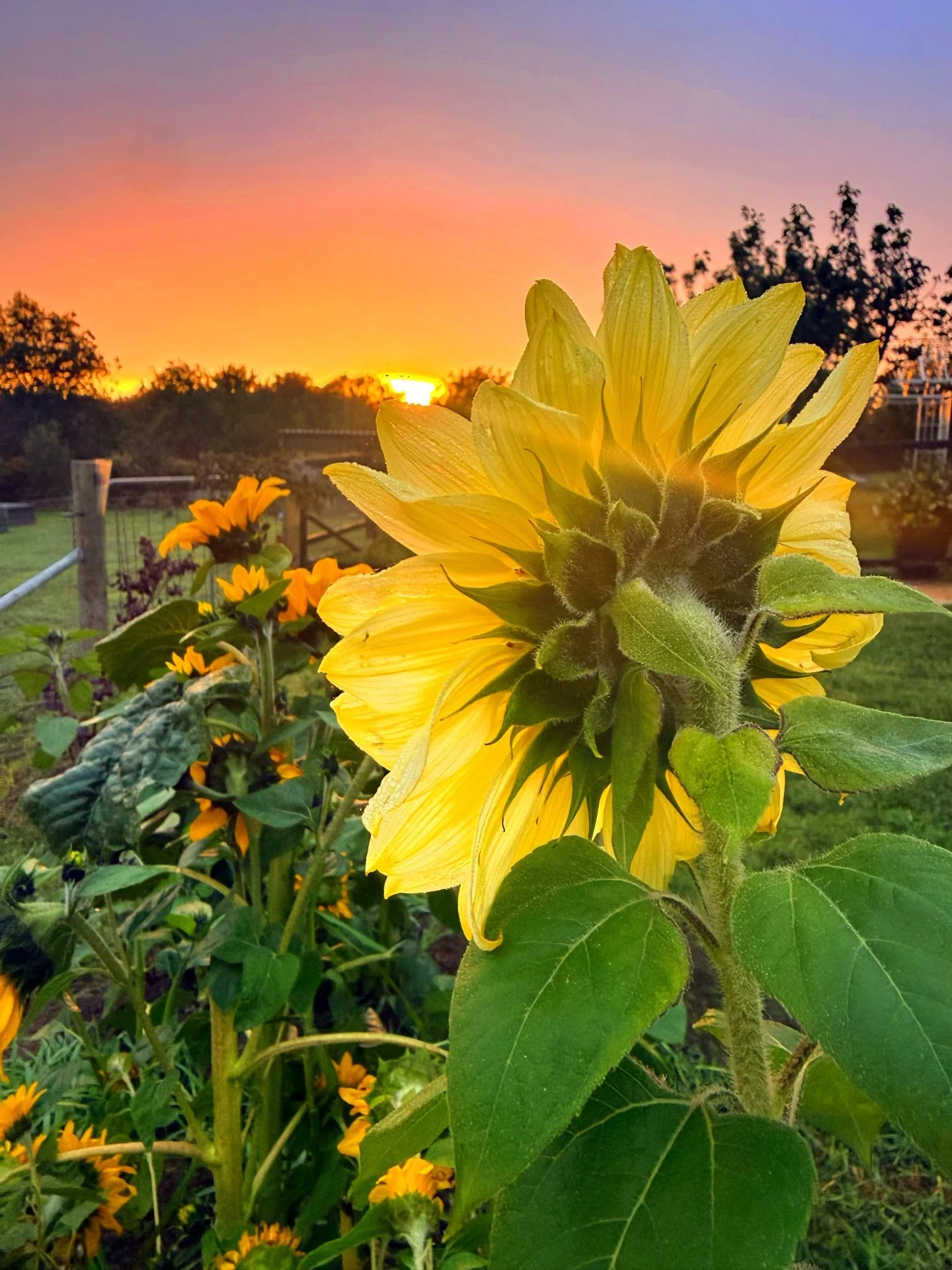 My early morning picks this past week on the farm have begun in the dark with my trusty head torch as we edge toward Autumn&rsquo;s final chapter. 

The colder nights are settling in now, and the flowers are quietly telling me we only have a few shor