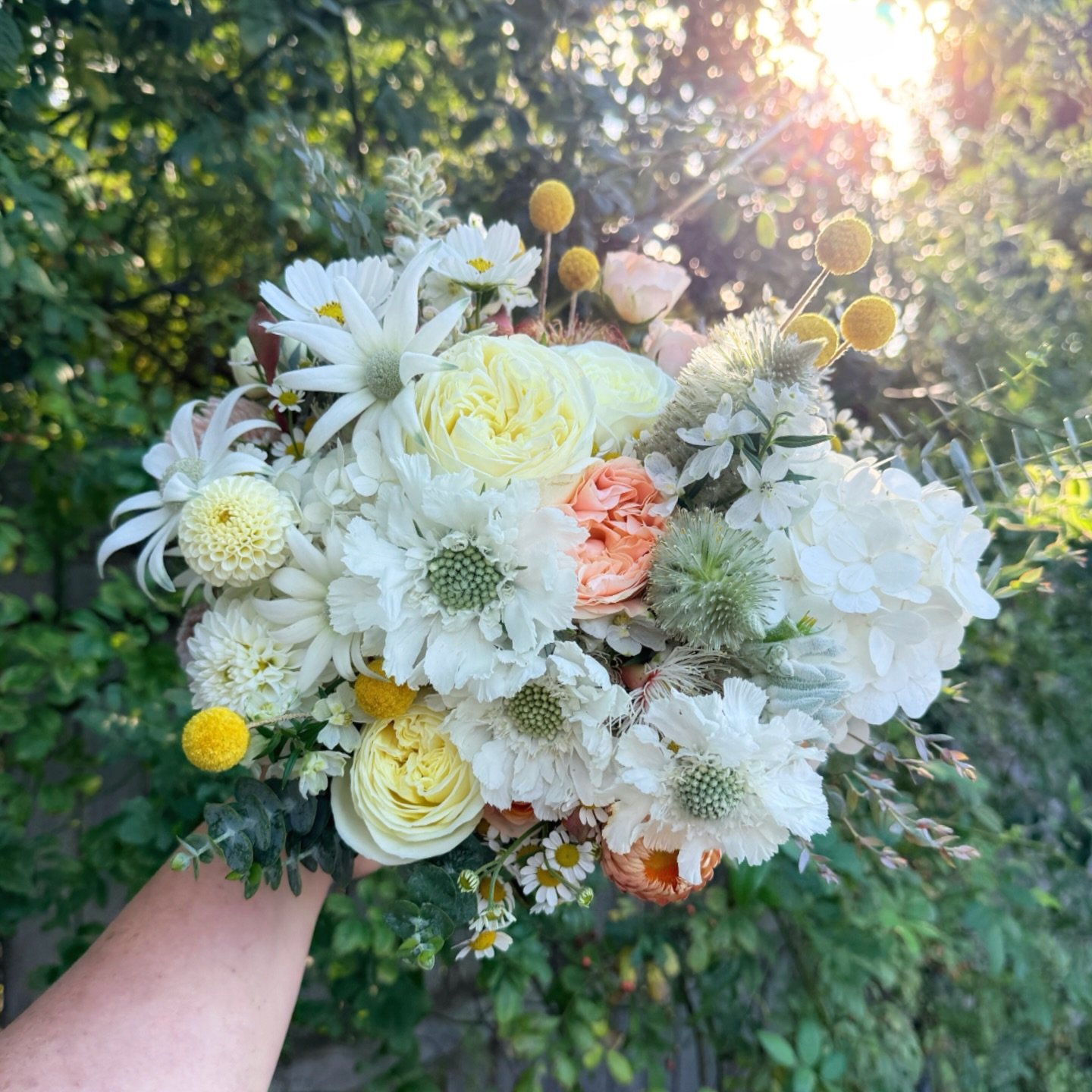 English cottage garden meets Aussie natives. 

A moment for Jenny&rsquo;s wedding bouquet
🤍 Banksias
🤍 Mulla mulla
🤍 Flannel flowers
🤍 Strawflowers 
🤍 Kangaroo paw
🤍 Billy buttons
🤍 Grevillea 
🤍 Eucalyptus 
🤍 Hydrangea paniculata
🤍 Chamomil