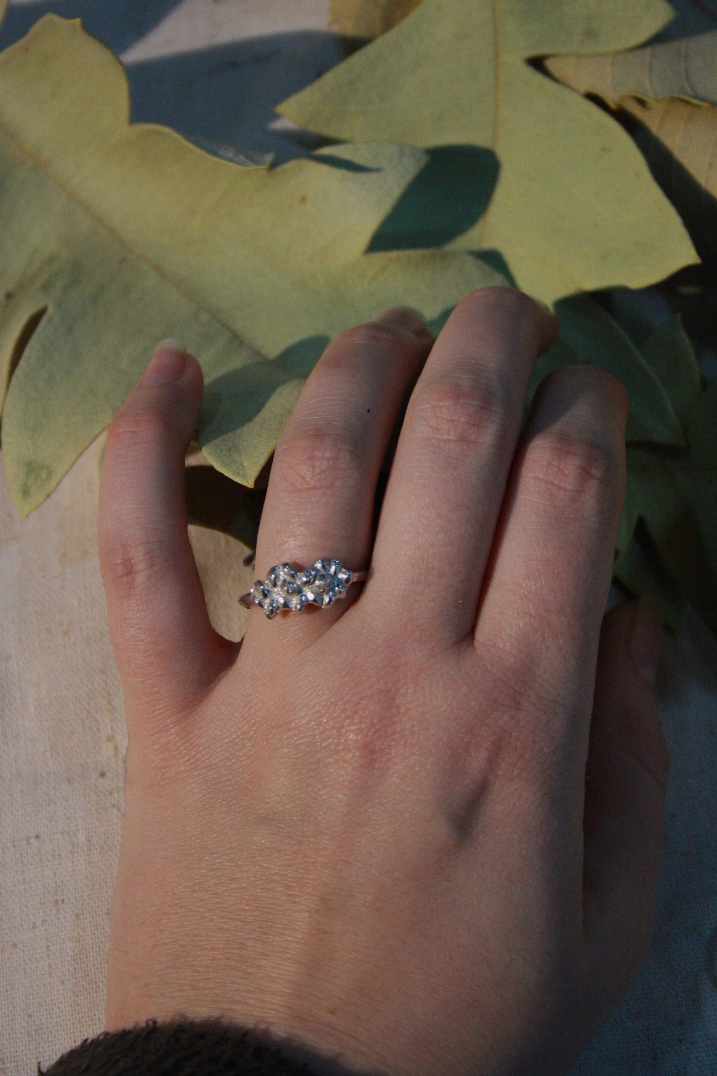 ericifolia wedder.JPG