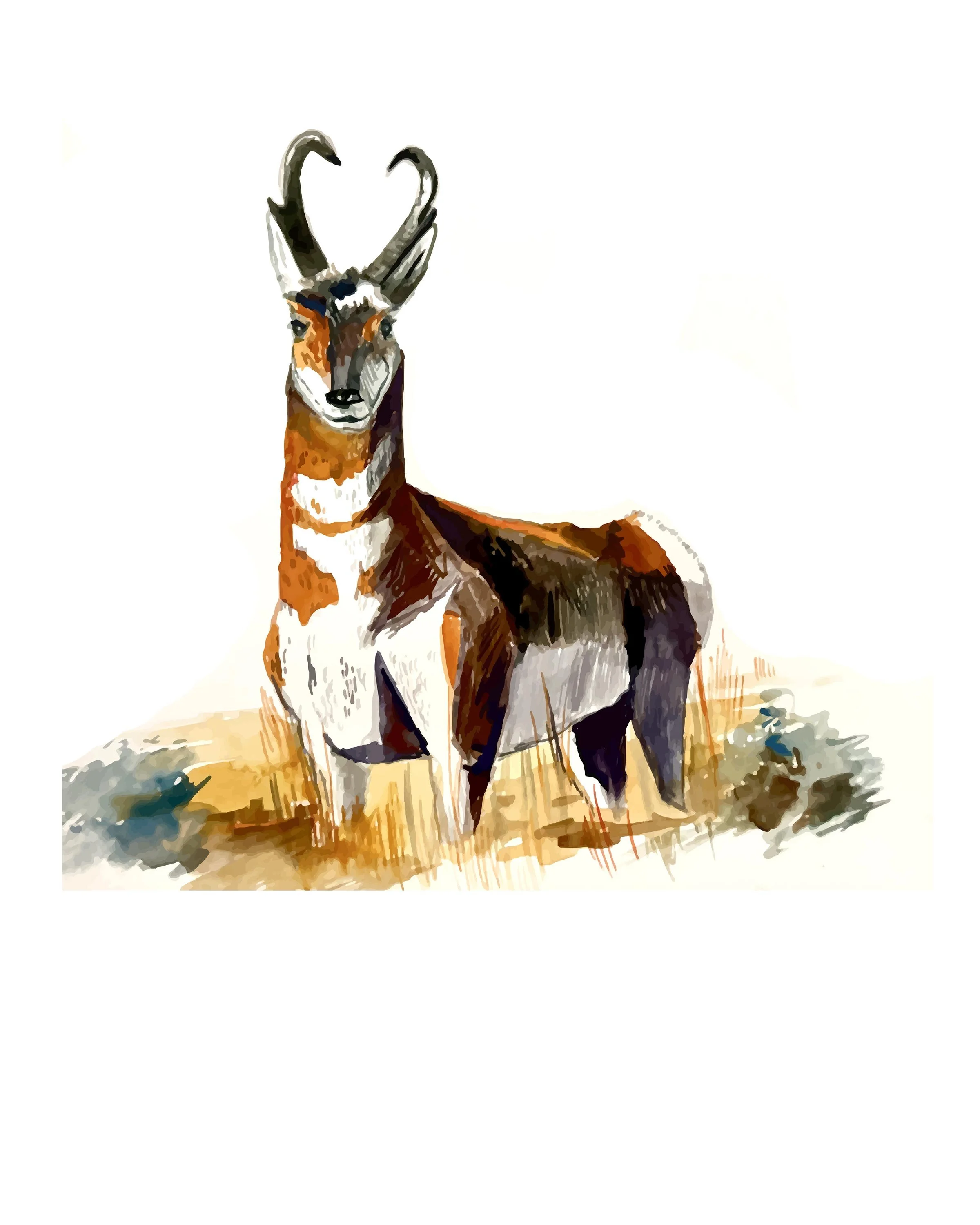 Antelope-watercolor-WEB.jpg