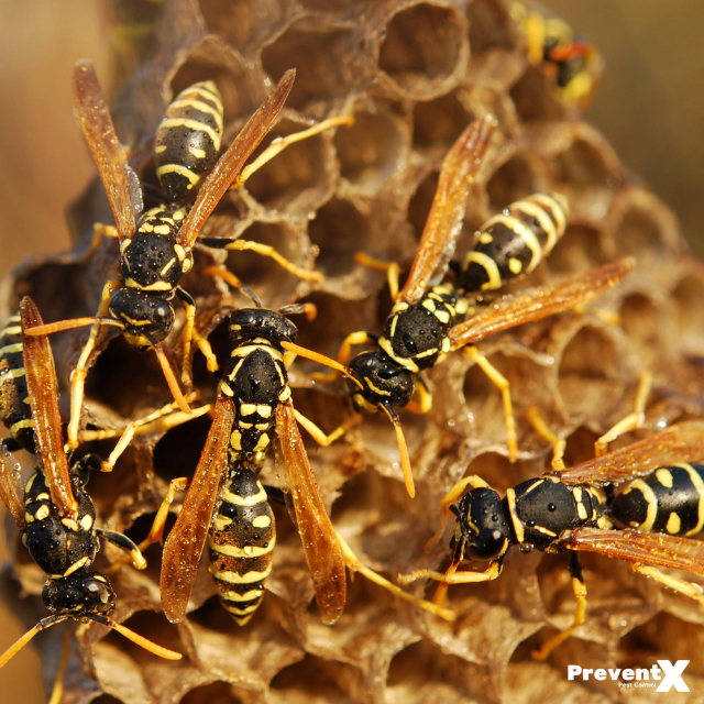 Wasp Season In Calgary