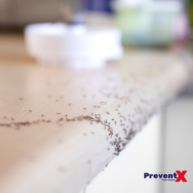 Finding Ants in Your Home? Here’s What to Do