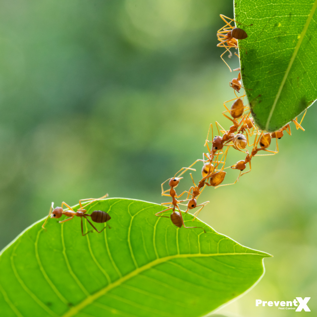 Exterior Ants: What You Need to Know