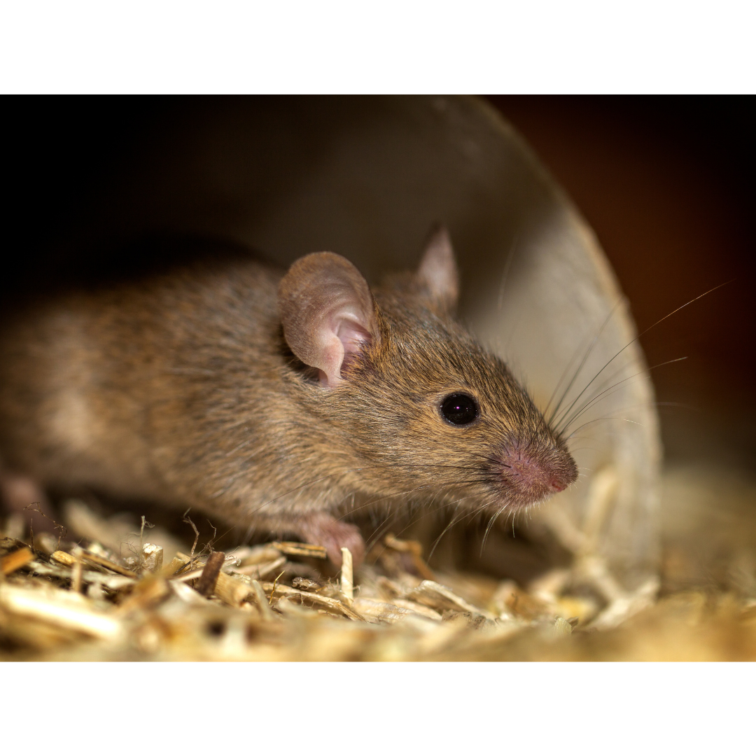 Close-up of a small brown mouse with pink ears and nose, inside a cozy nest made of straw or shredded paper.