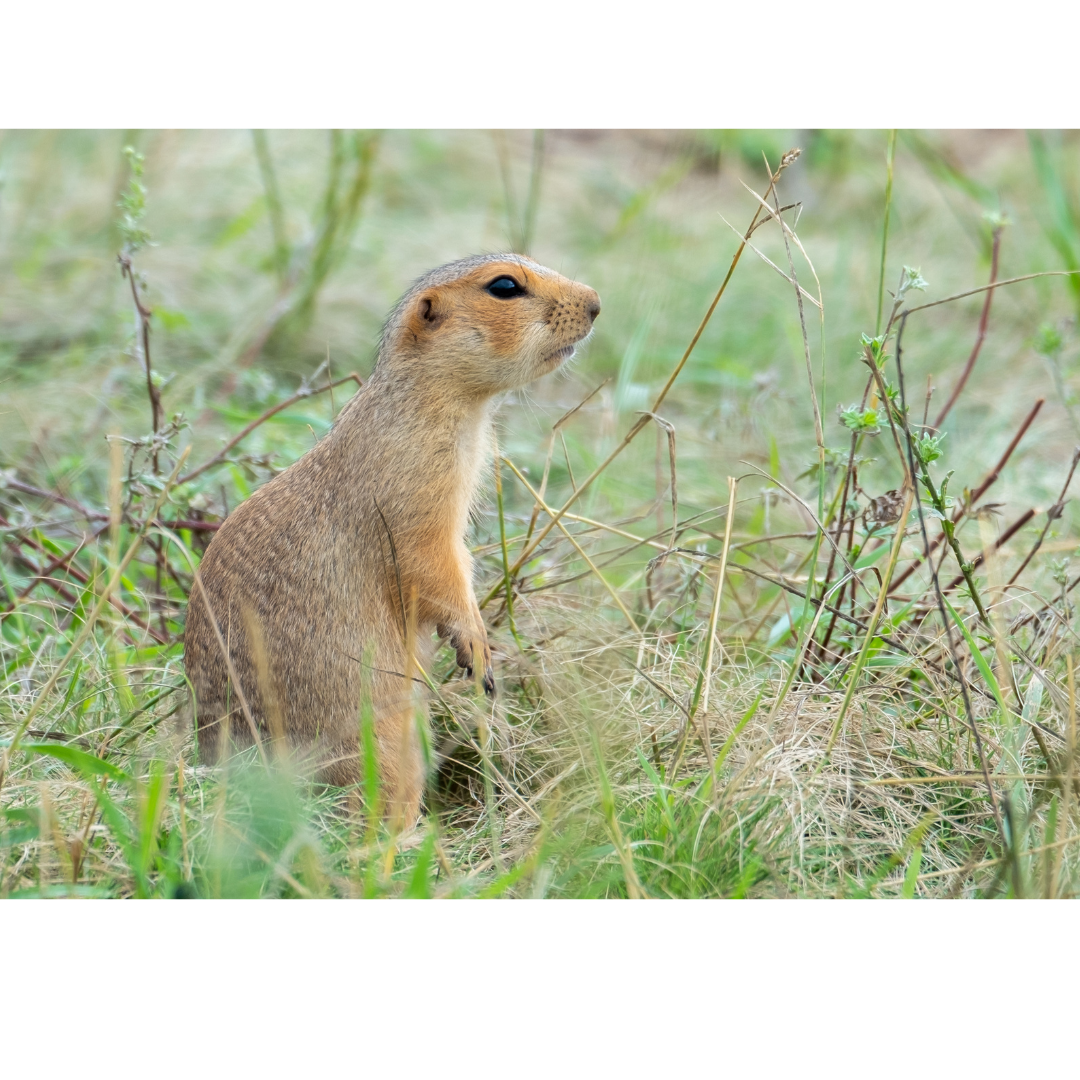 A small ground squirrel, standing upright in a grassy field with green and brown vegetation.