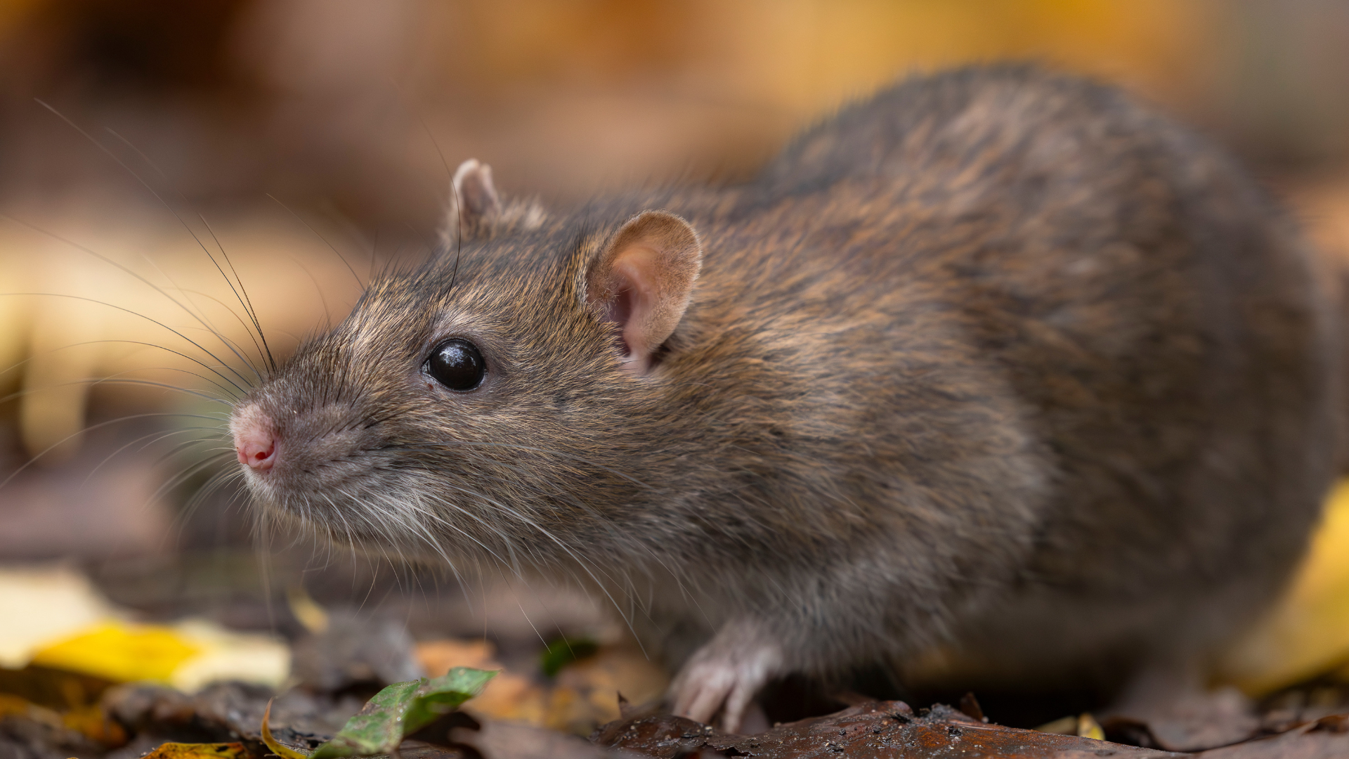 metro vancouver rat