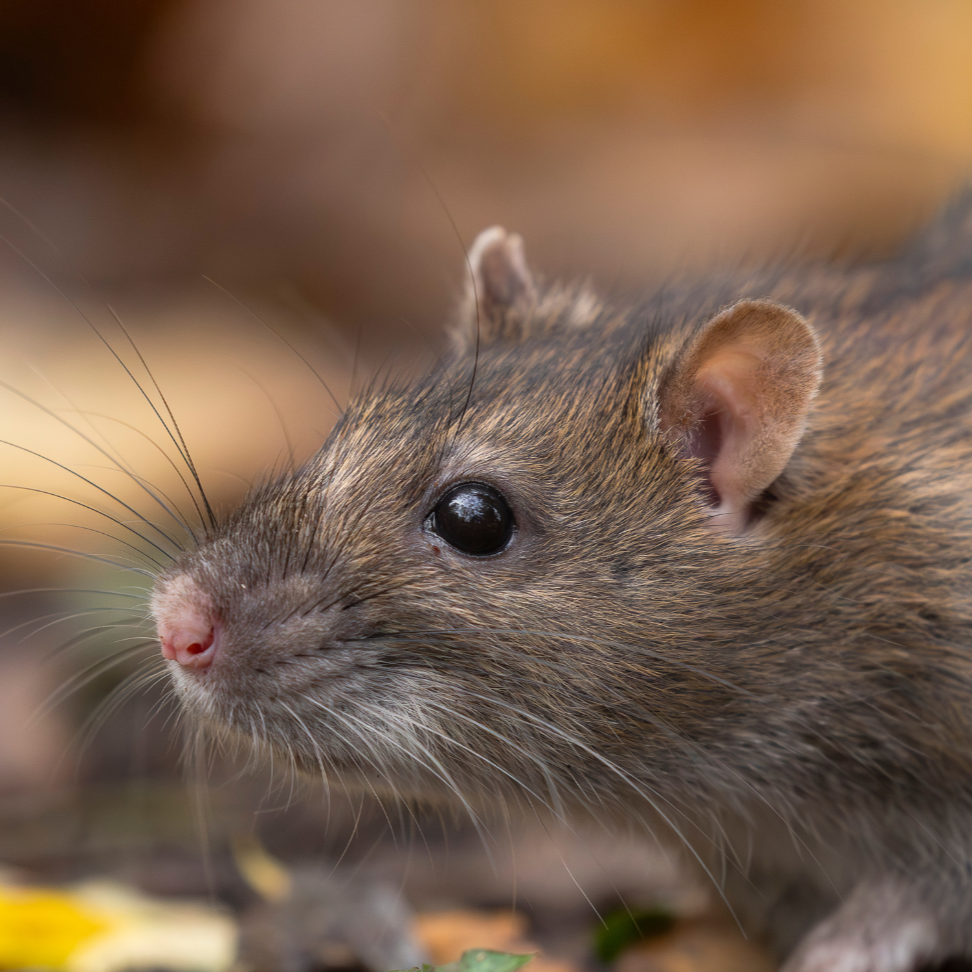 A common rat in metro Vancouver