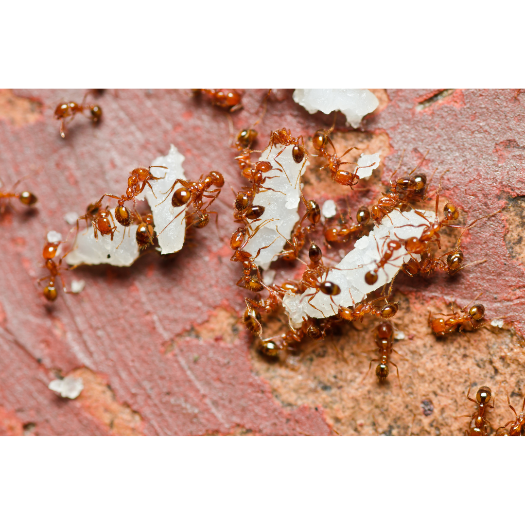 Close-up of a group of red ants on a brick wall carrying white material, possibly for building or feeding activity.