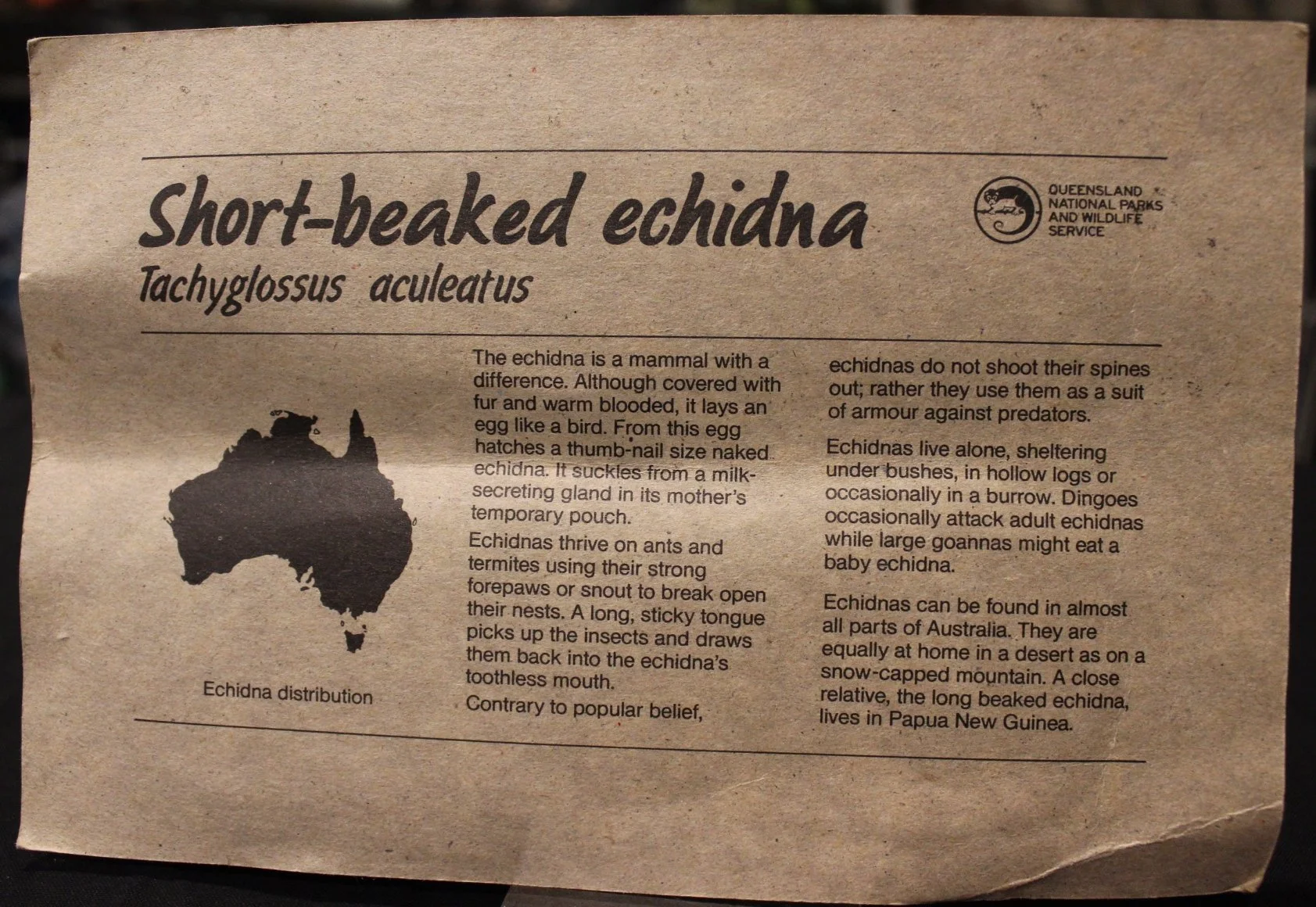 Agro anteater rear.JPG