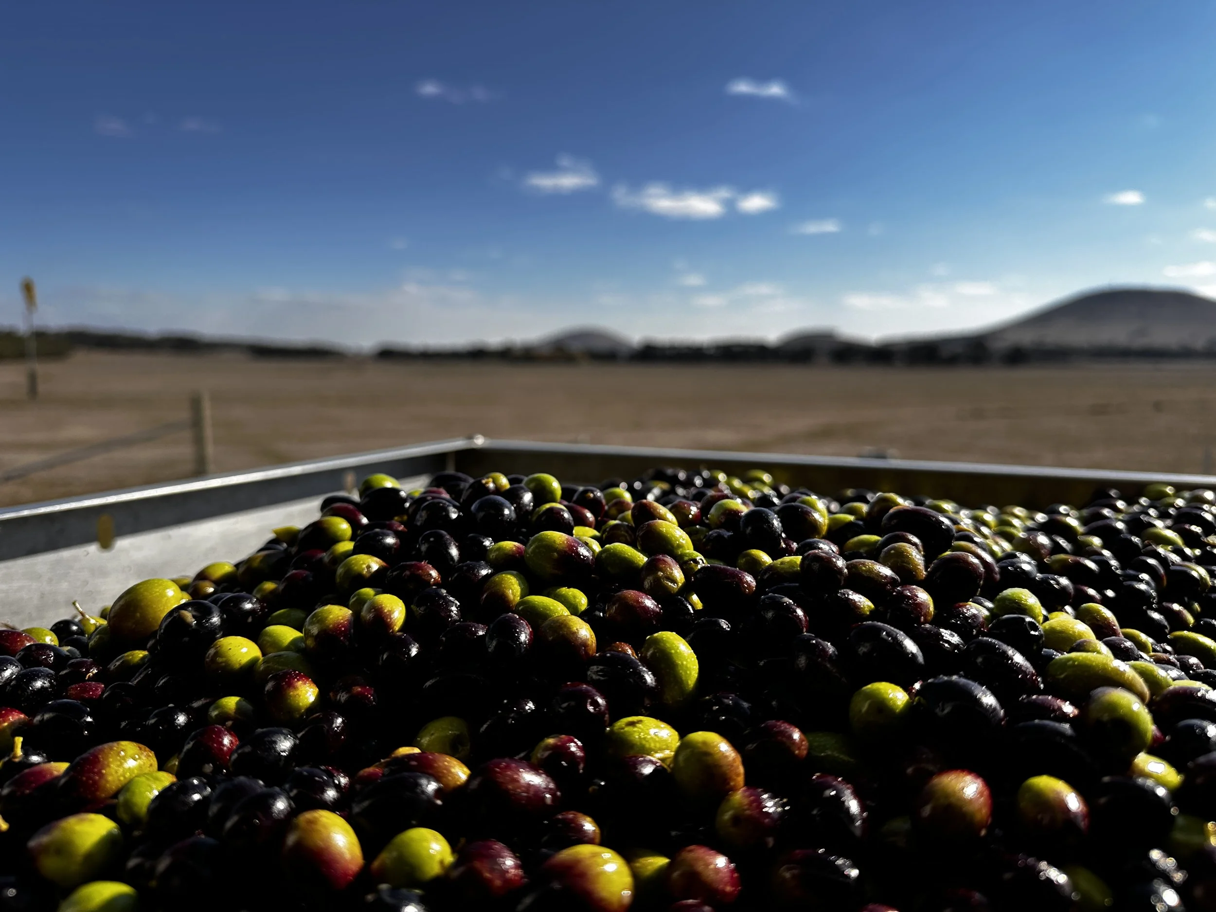 Olive Oil Pressing