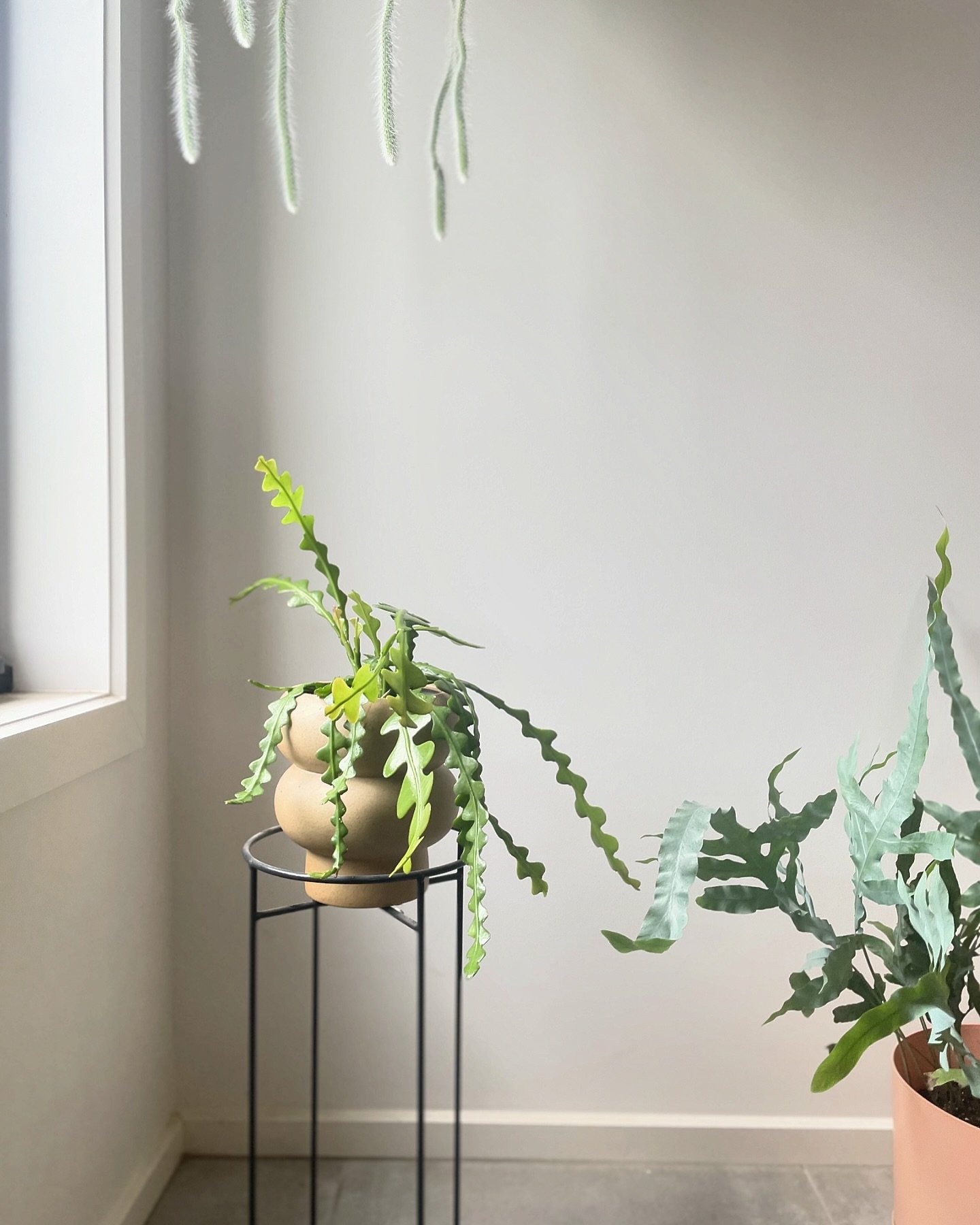 Some beautiful plants in a clients home 🌱 I love to see the different ways people style their plants.