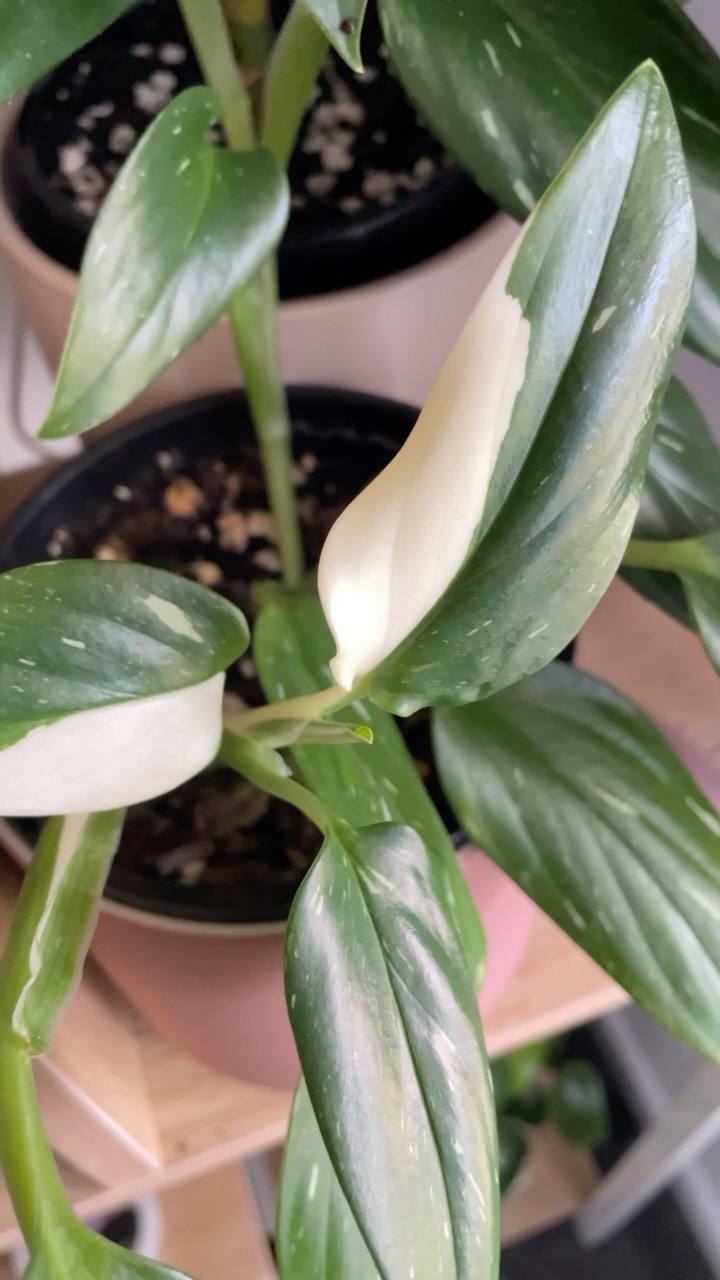 Your plants can still produce new growth through winter! These are a few plants from a regular plant care job, where most plants get a fortnightly water and feed. Here’s some tips for keeping your plants healthy through Winter:
- You may need
