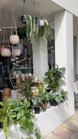 Fresh drop of plants today at Gypsy & Co! I’ll be here today and next Friday for the Public Holiday ☀️