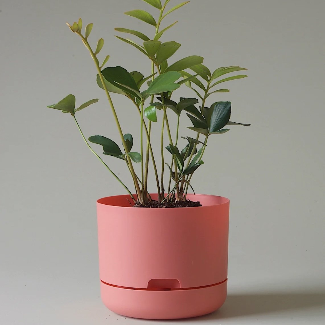 Mr Kitly Selfwatering Pot 215mm Persimmon