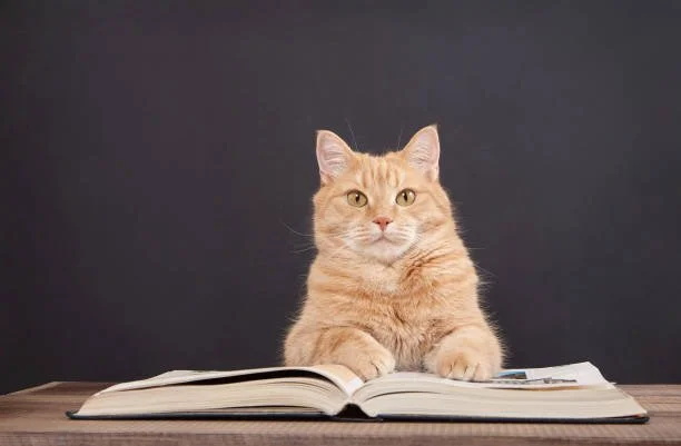 Play and Creative Arts Therapist &amp; Animal Assisted Services.&nbsp;World Storytelling Day.