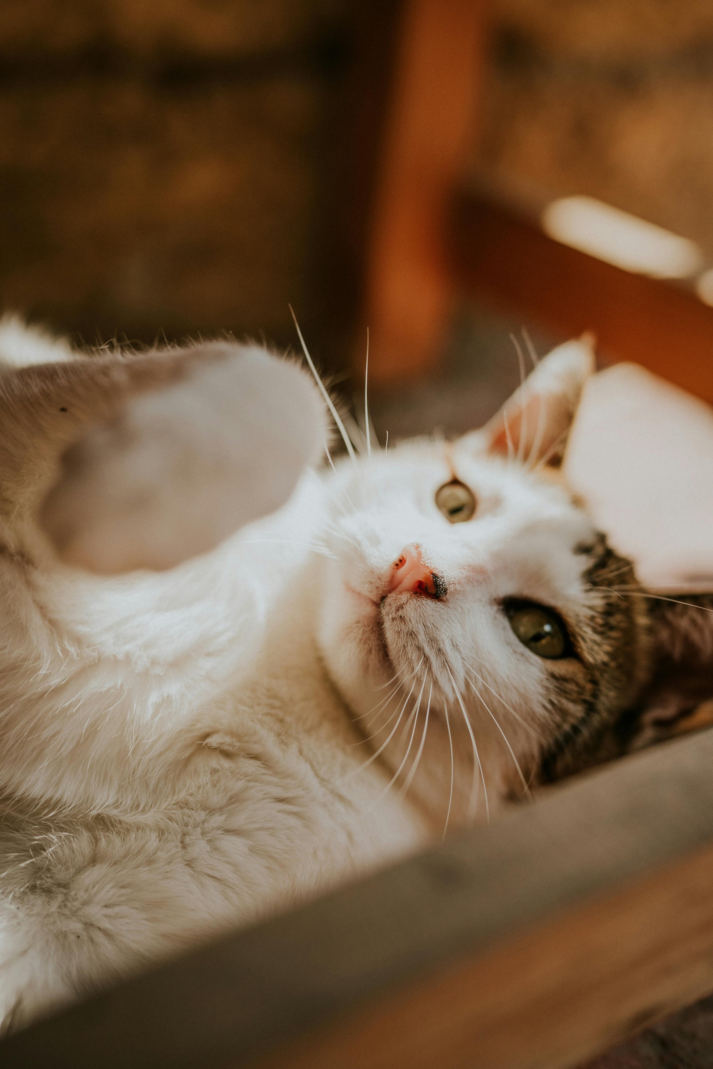 Research Summary: (Self-)caring with Companion Animals – How Animals Shape Rest and Relaxation