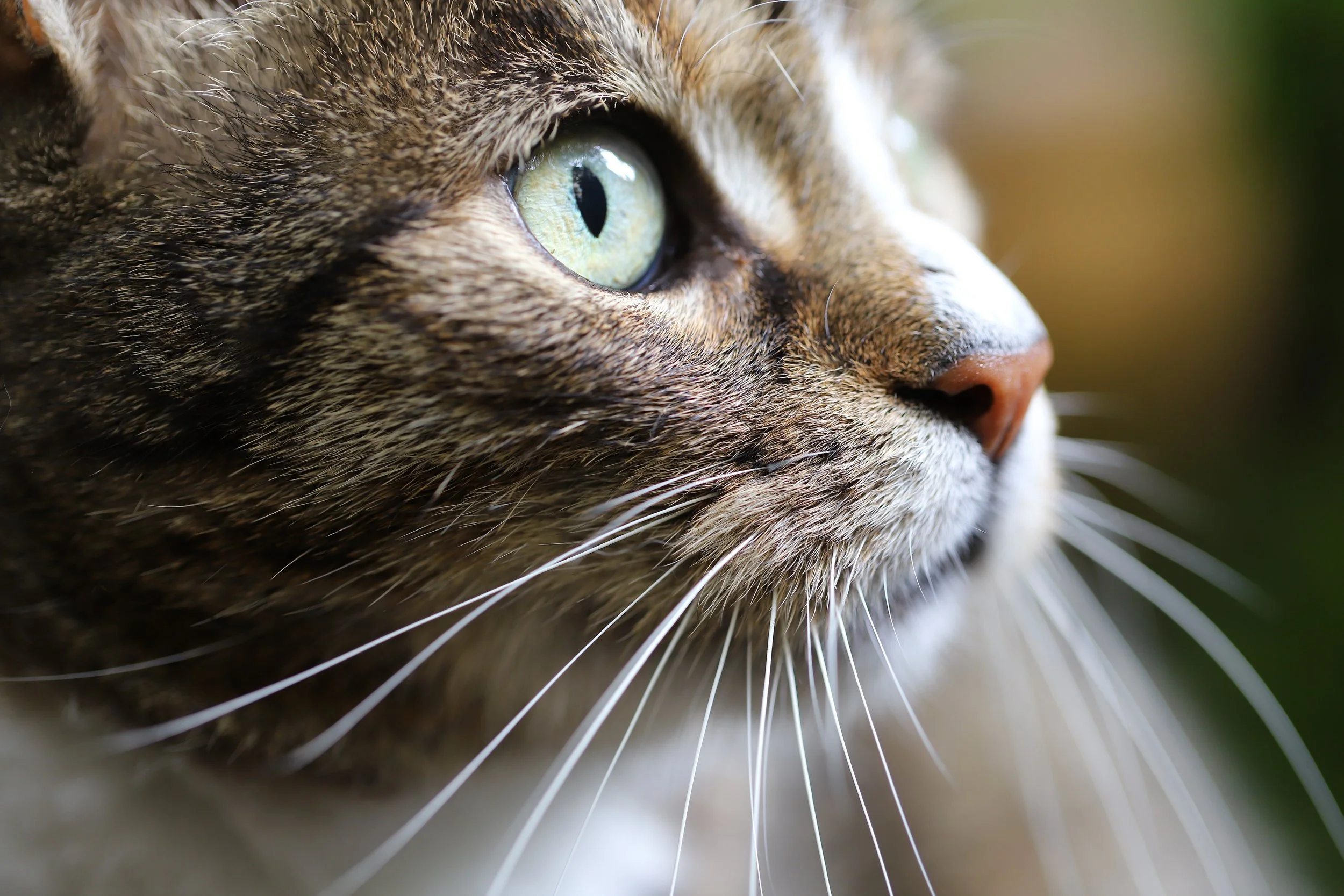 Helping Shelters Understand How Cats Are Coping