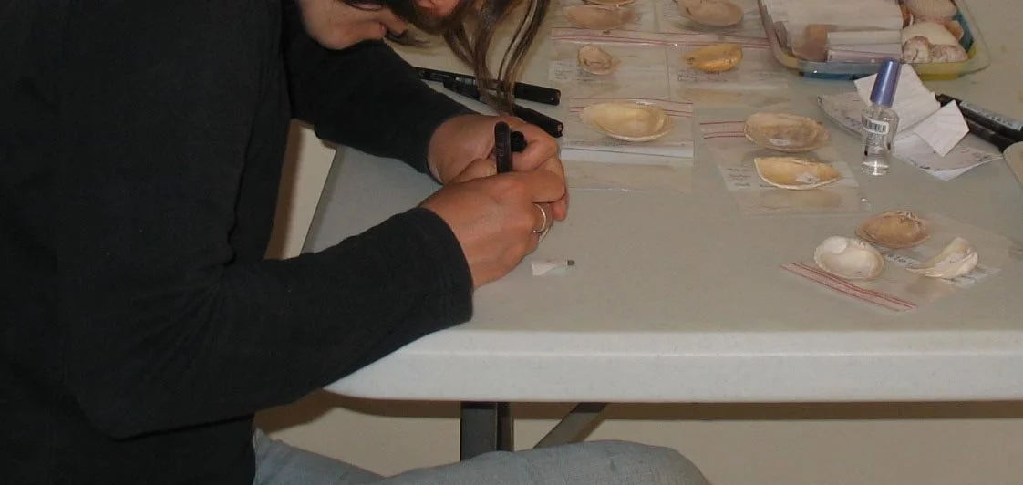 Hand marking an inventory number on an archaeological shell fragment during cataloguing