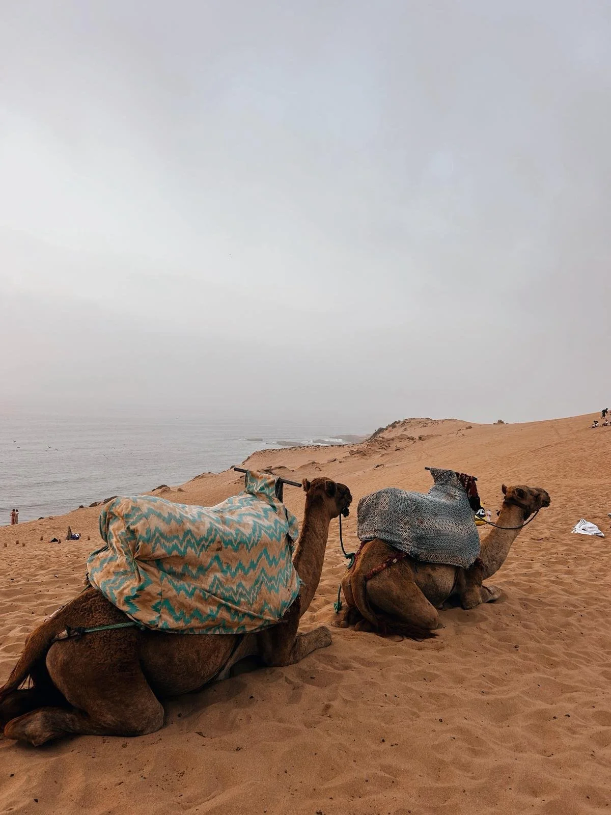 WhatsApp Image 2026-04-17 at 20.20.21 (1).jpeg