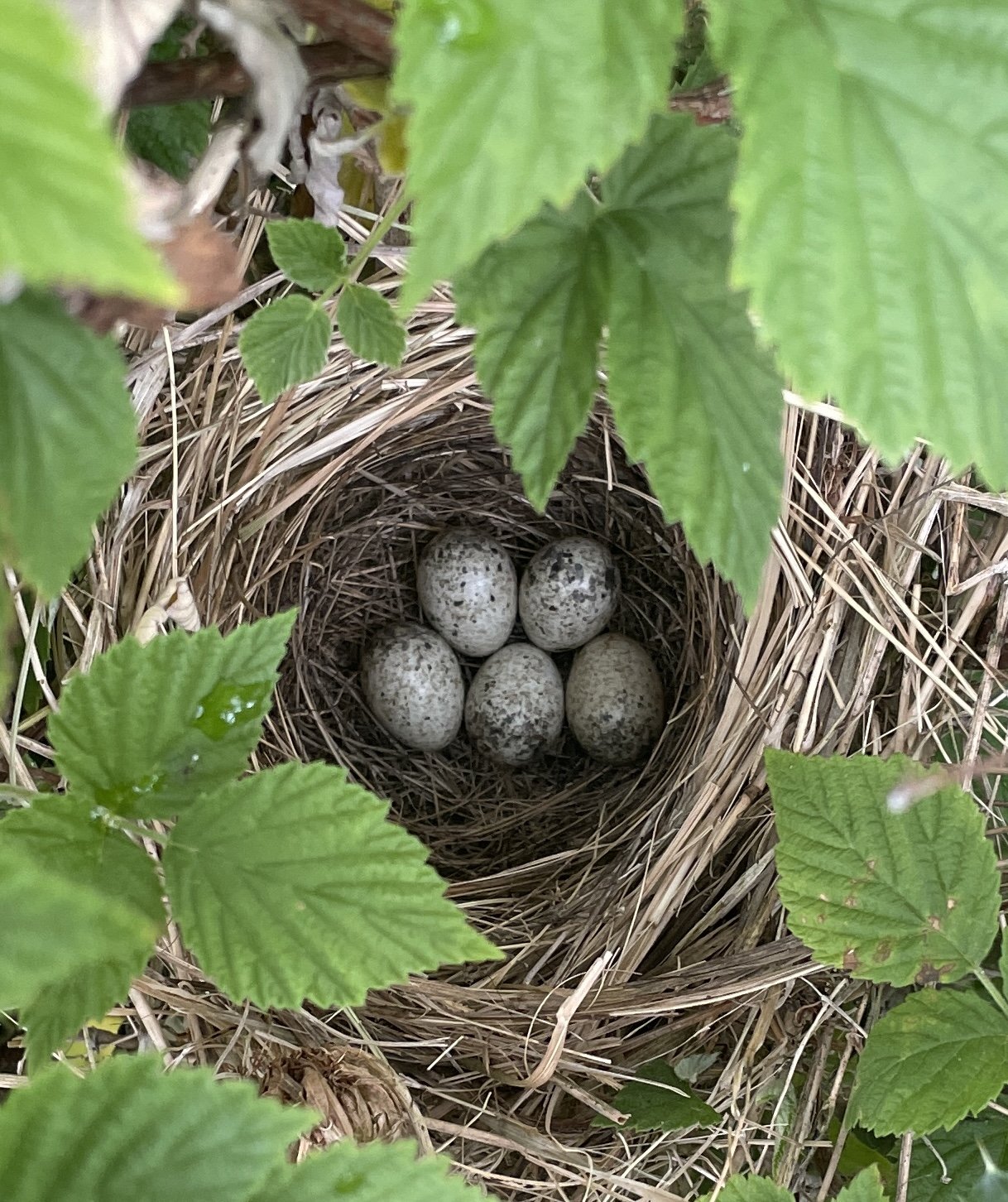 Eggs in a nest IMG_3417.jpg