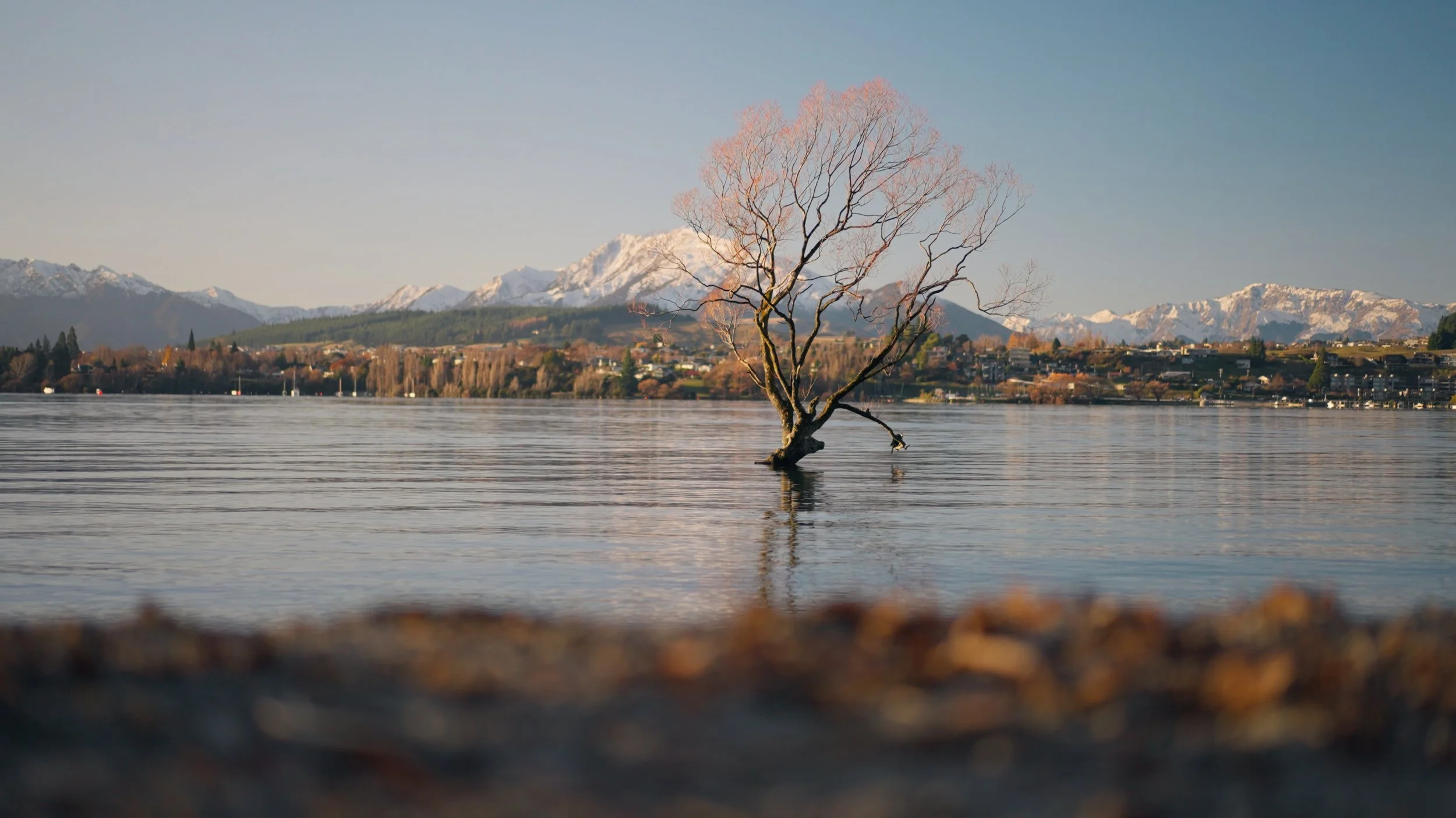 Lonely Tree_02_3.15.1.jpg