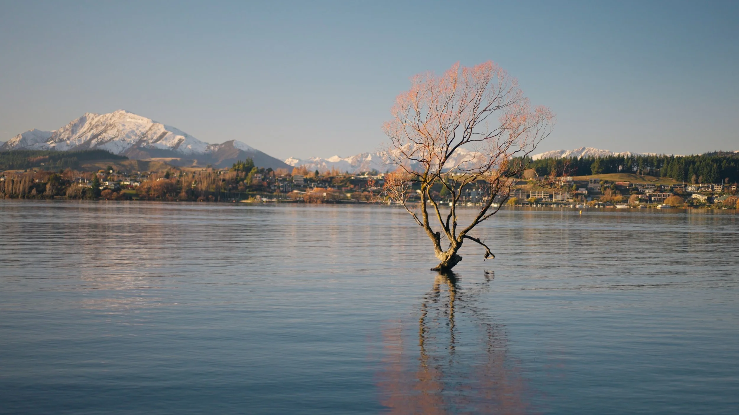 Lonely Tree_01_3.16.1.jpg