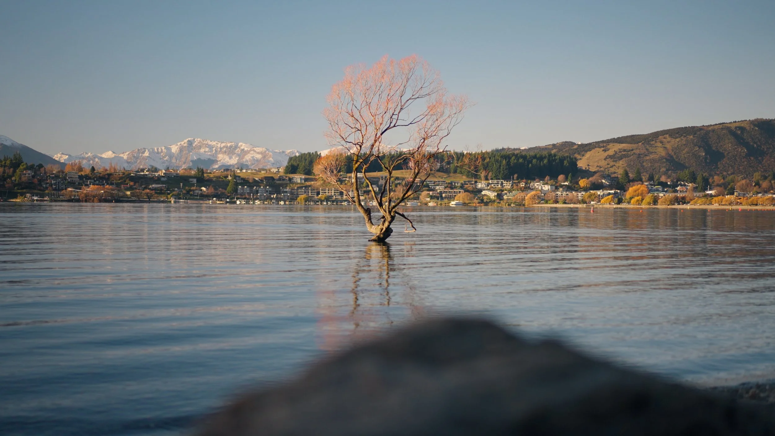 Lonely Tree_03_3.14.1.jpg