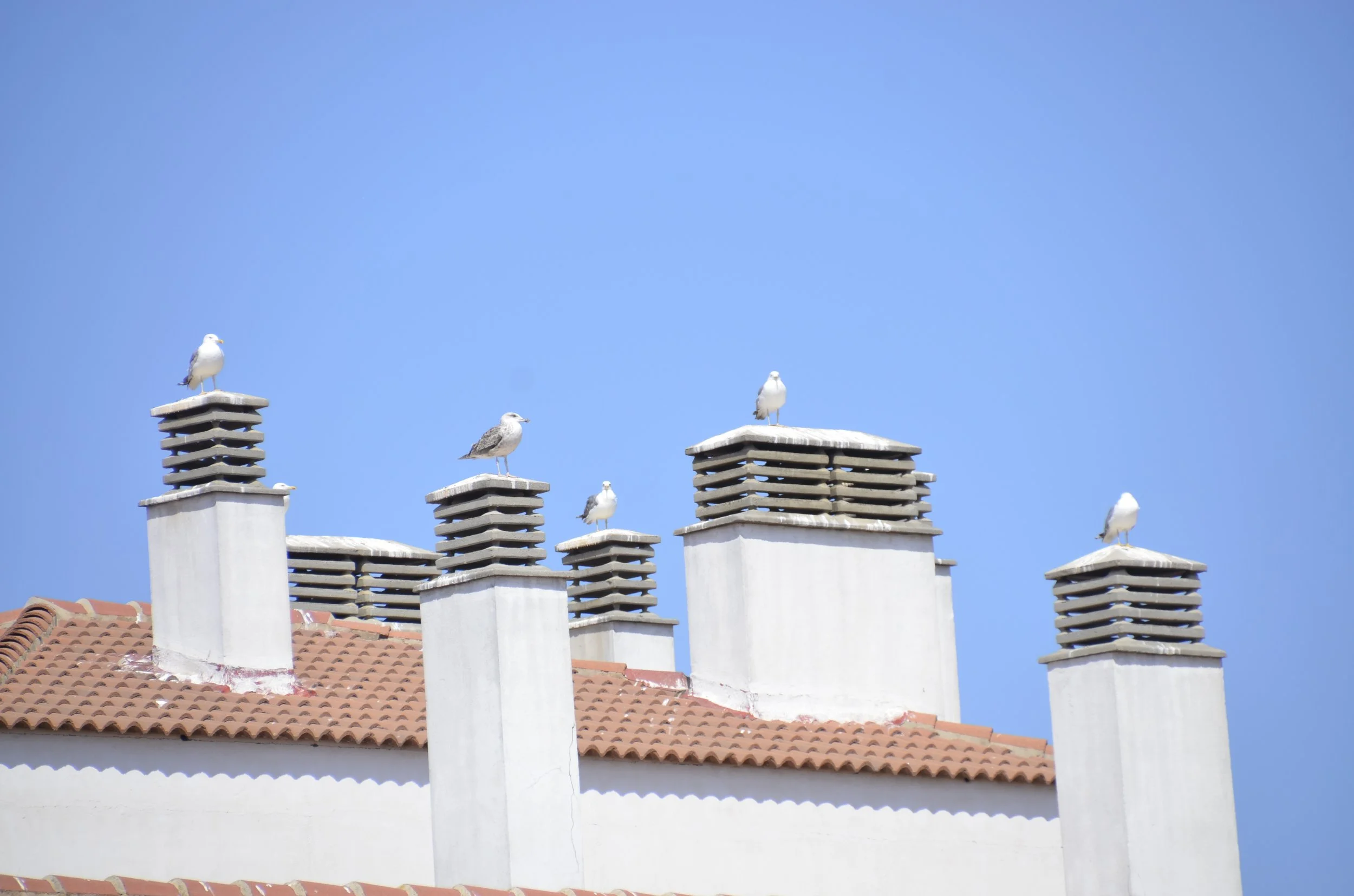 Cinq mouettes perchées sur plusieurs cheminées sur un toit en tuiles contre un ciel bleu clair.