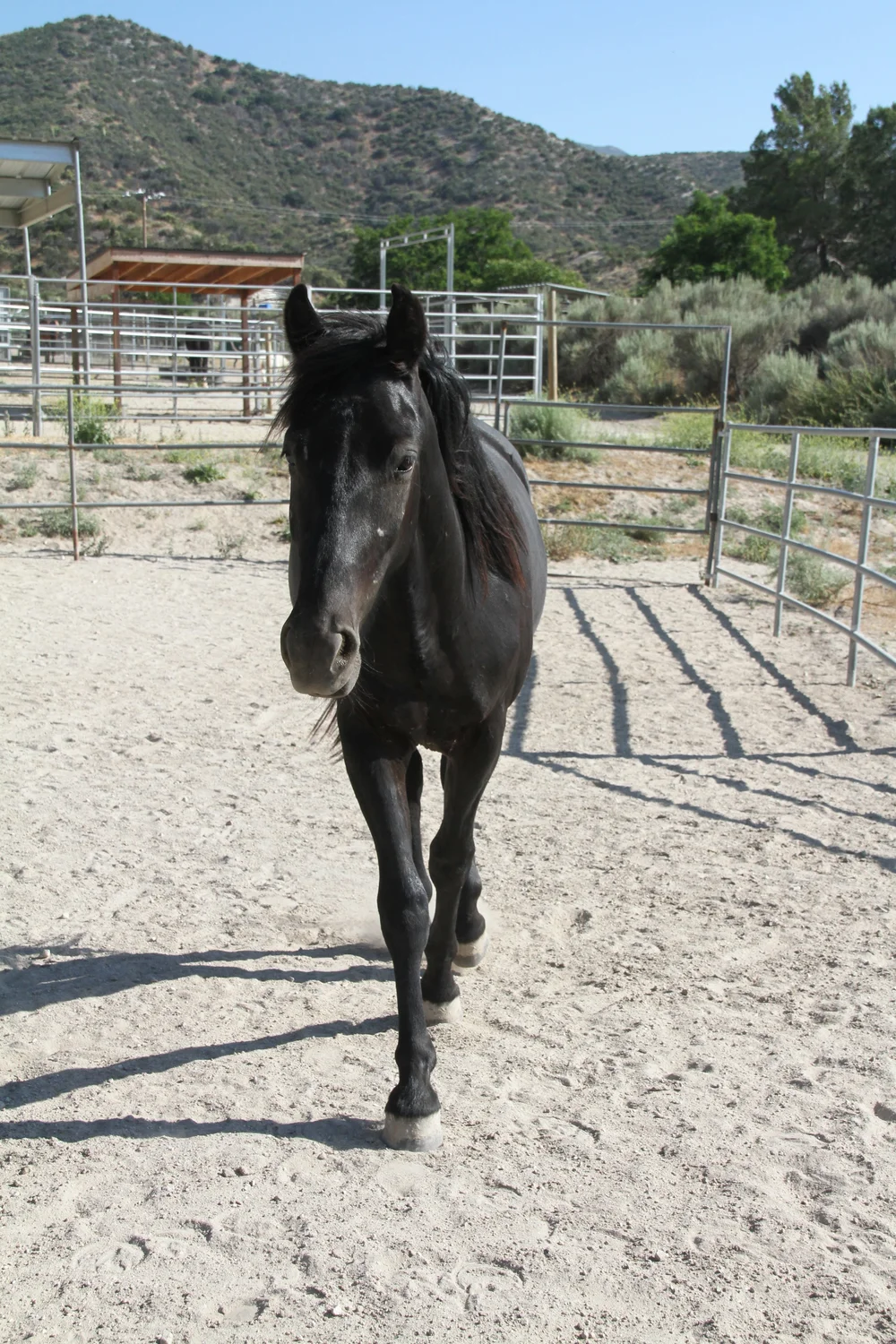 Ace bio — Infinity Ranch - Wild Mustang Rescue