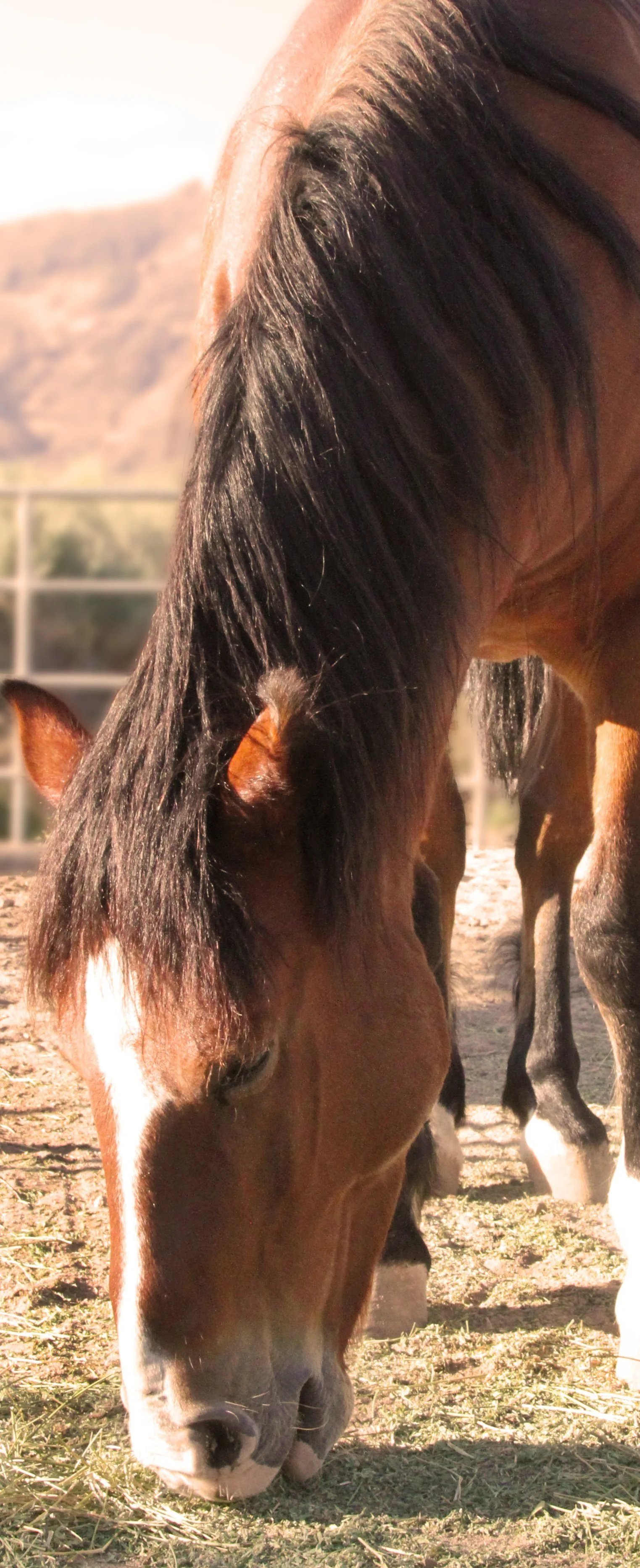 About 1 — Infinity Ranch - Wild Mustang Rescue