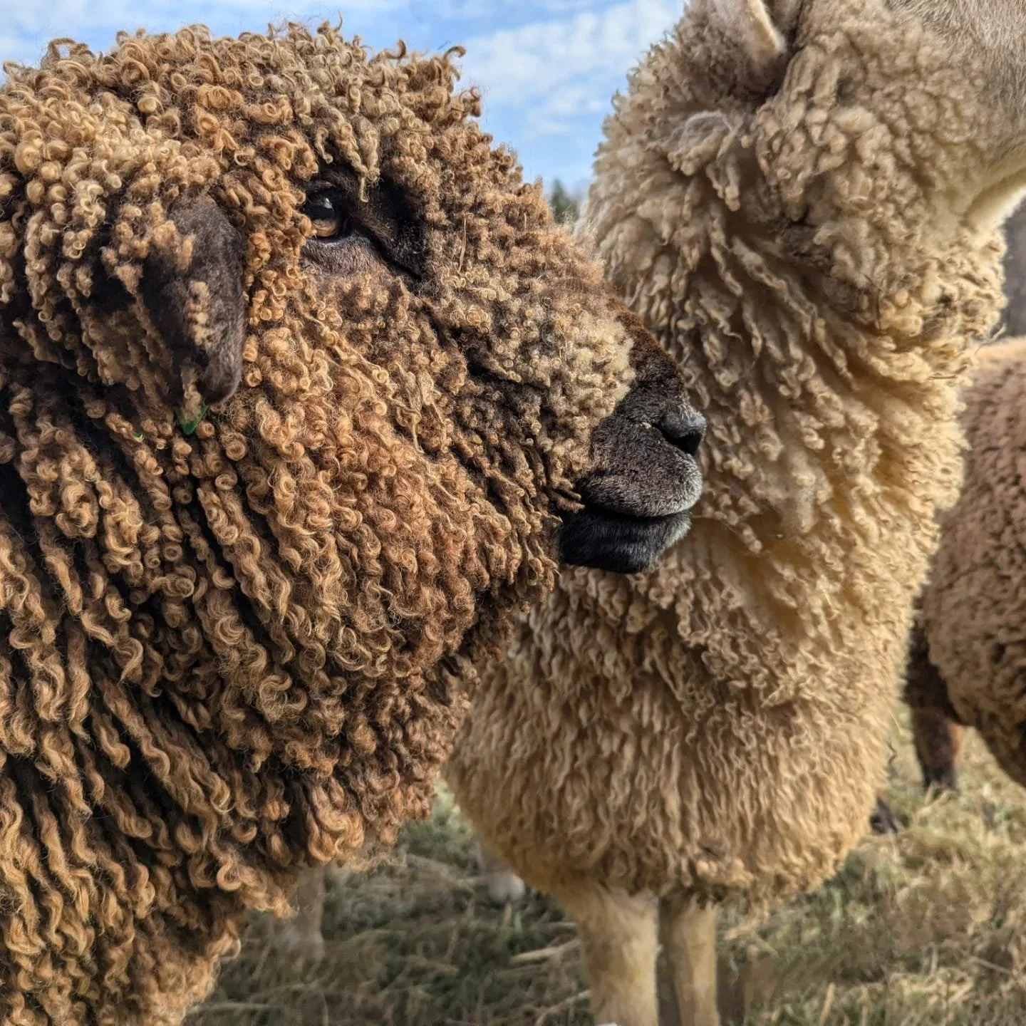 WhatsApp Image 2025-03-03 at 11.21.32 AM.jpeg