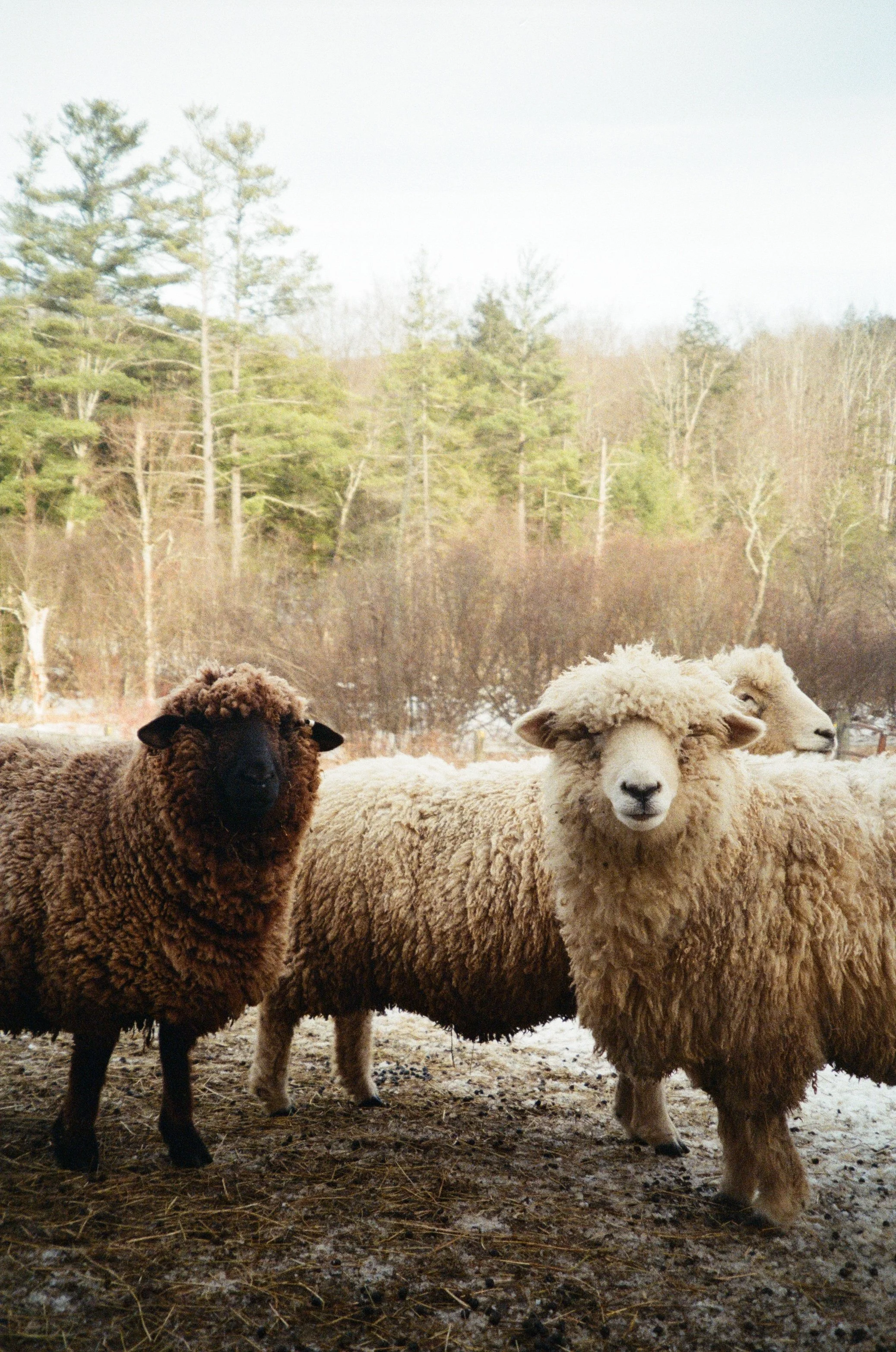 1000076084.jpg (Copy)