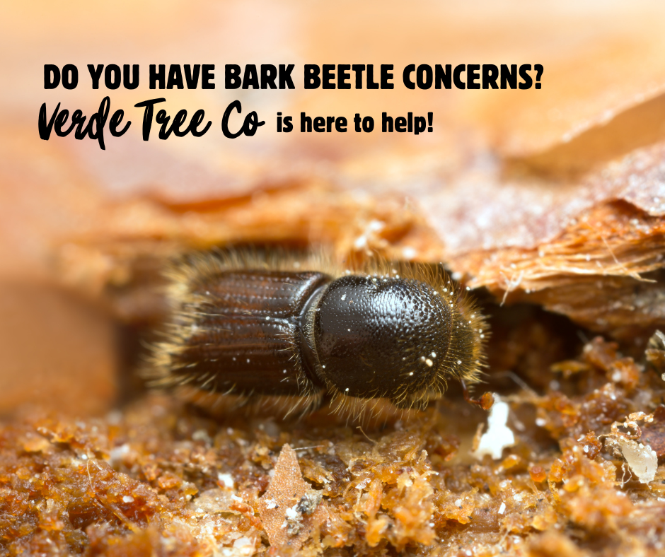Bark Beetles Are Destroying Arizona Trees: What Experts Don't Want You to Know