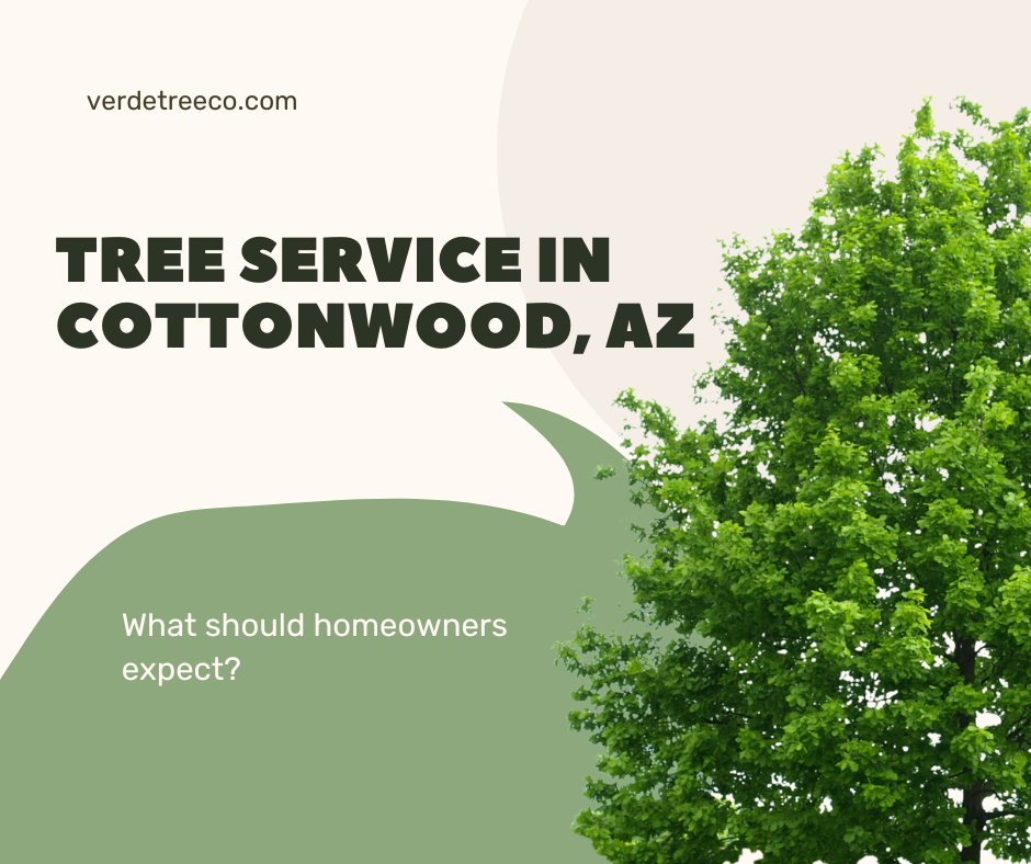 Tree Service in Cottonwood, AZ: What Homeowners Should Expect