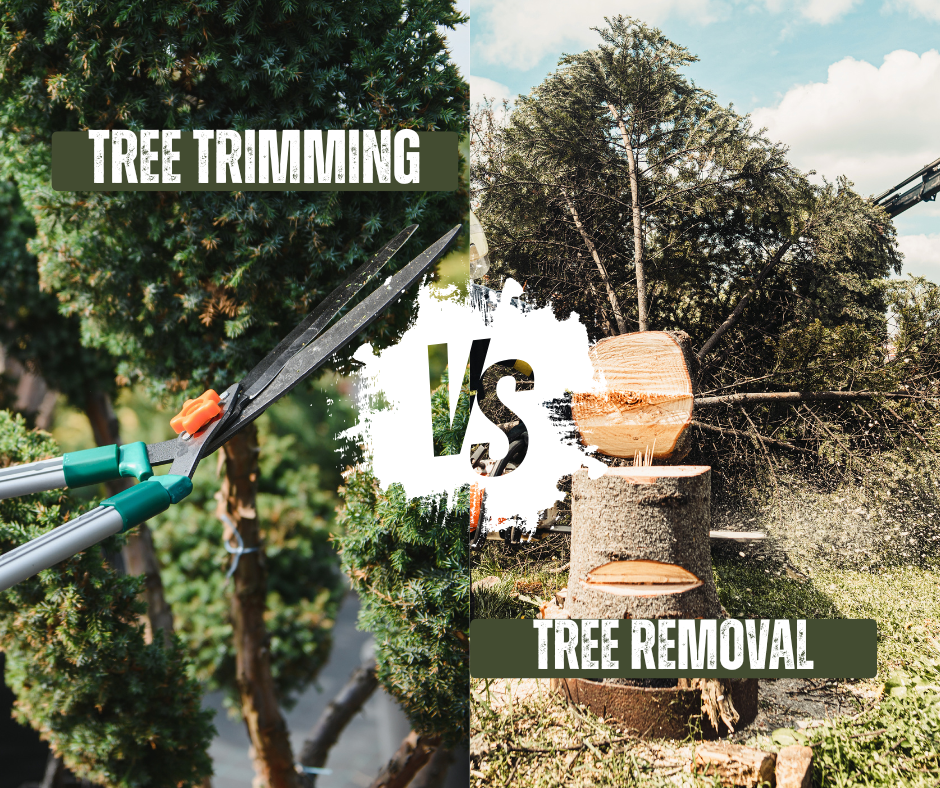 Tree Trimming vs Tree Removal: What’s Right for Your Property?