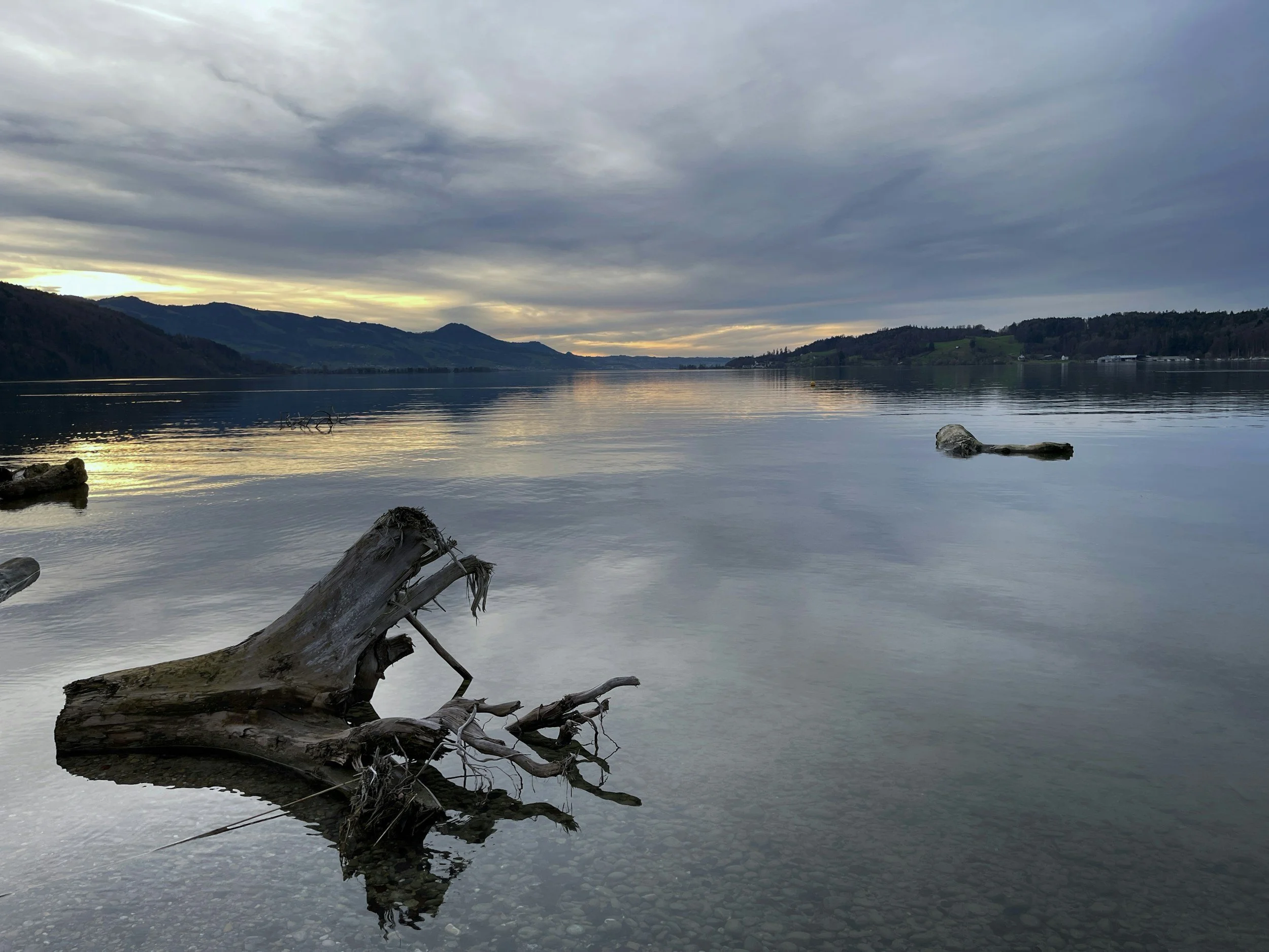 A large, partially submerged piece of driftwood in a calm lake, with mountains and a cloudy sky in the background.