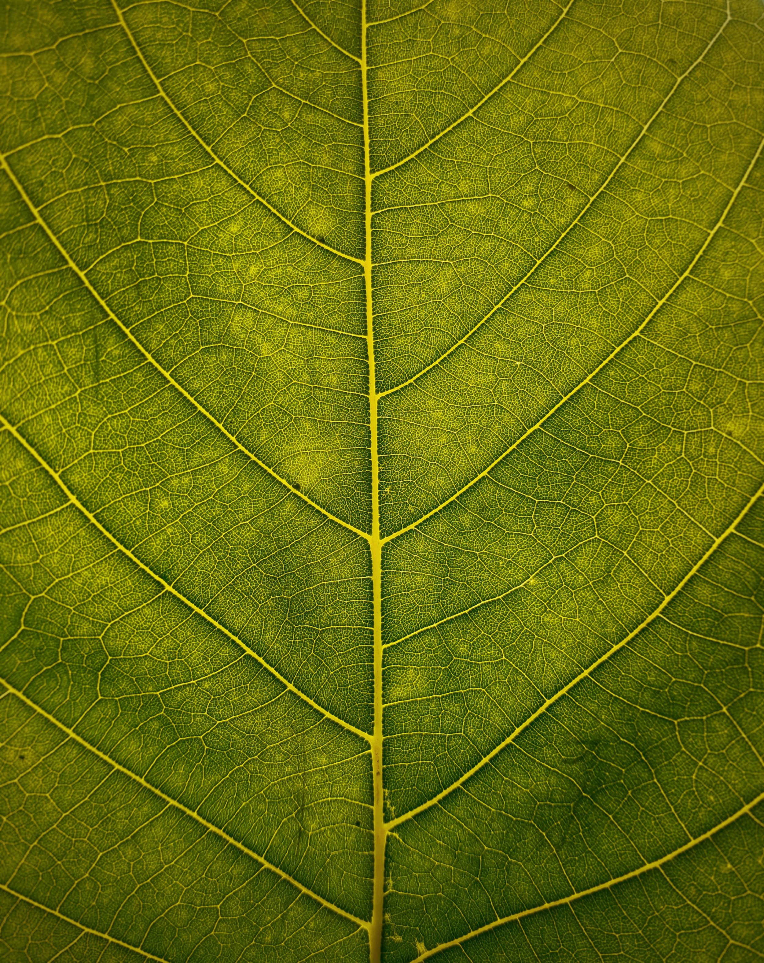 Creation Spirituality Series, Pt. 1: Creation as an Original Blessing 