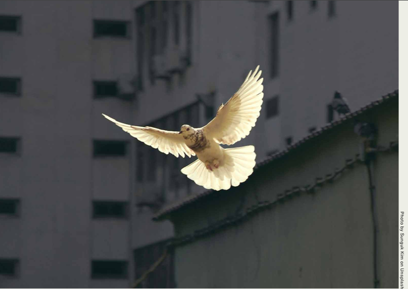 🕊️ Perspectives on Peace (Online Course)