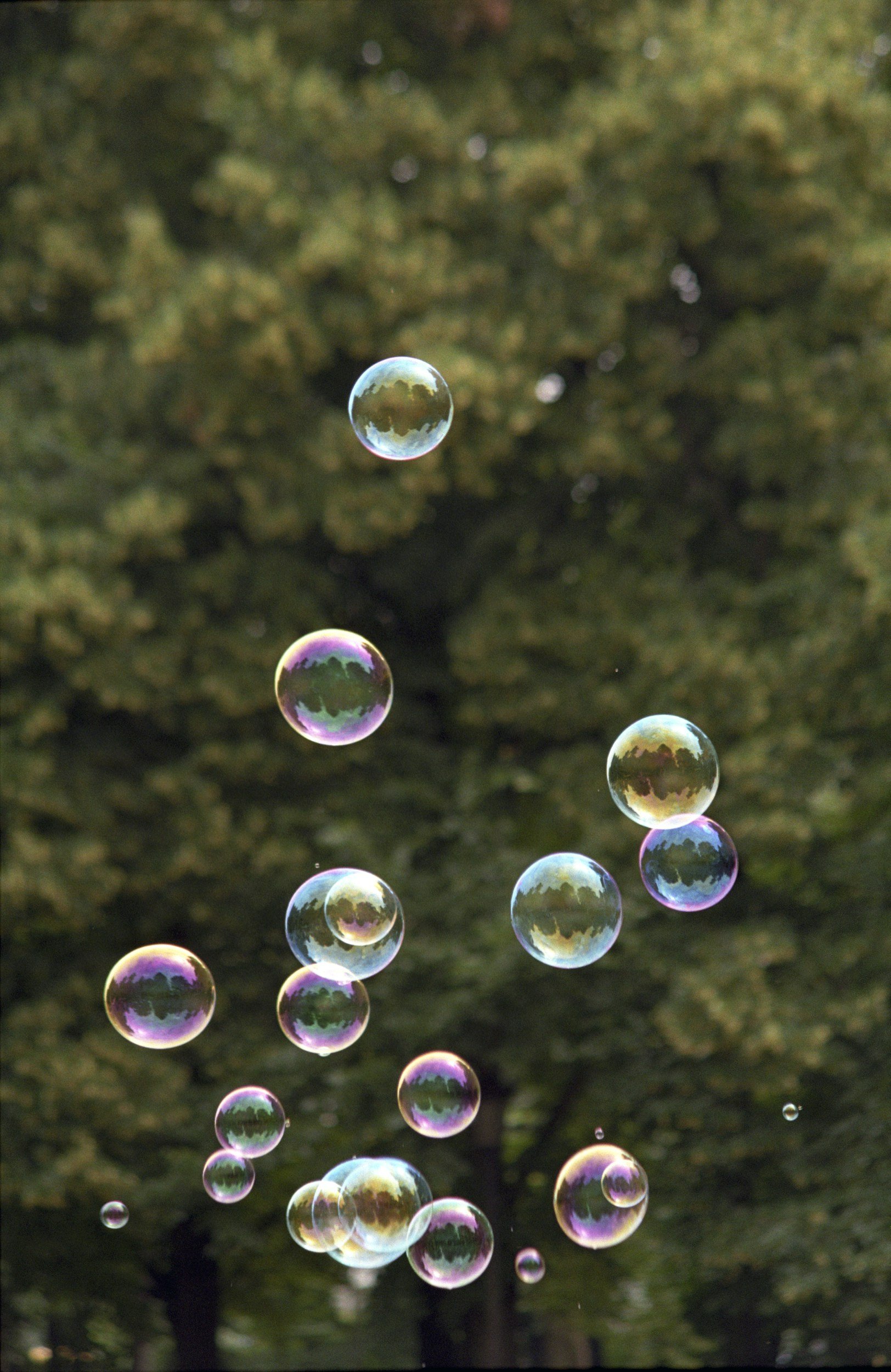 Bubbles floating in front of pine forest