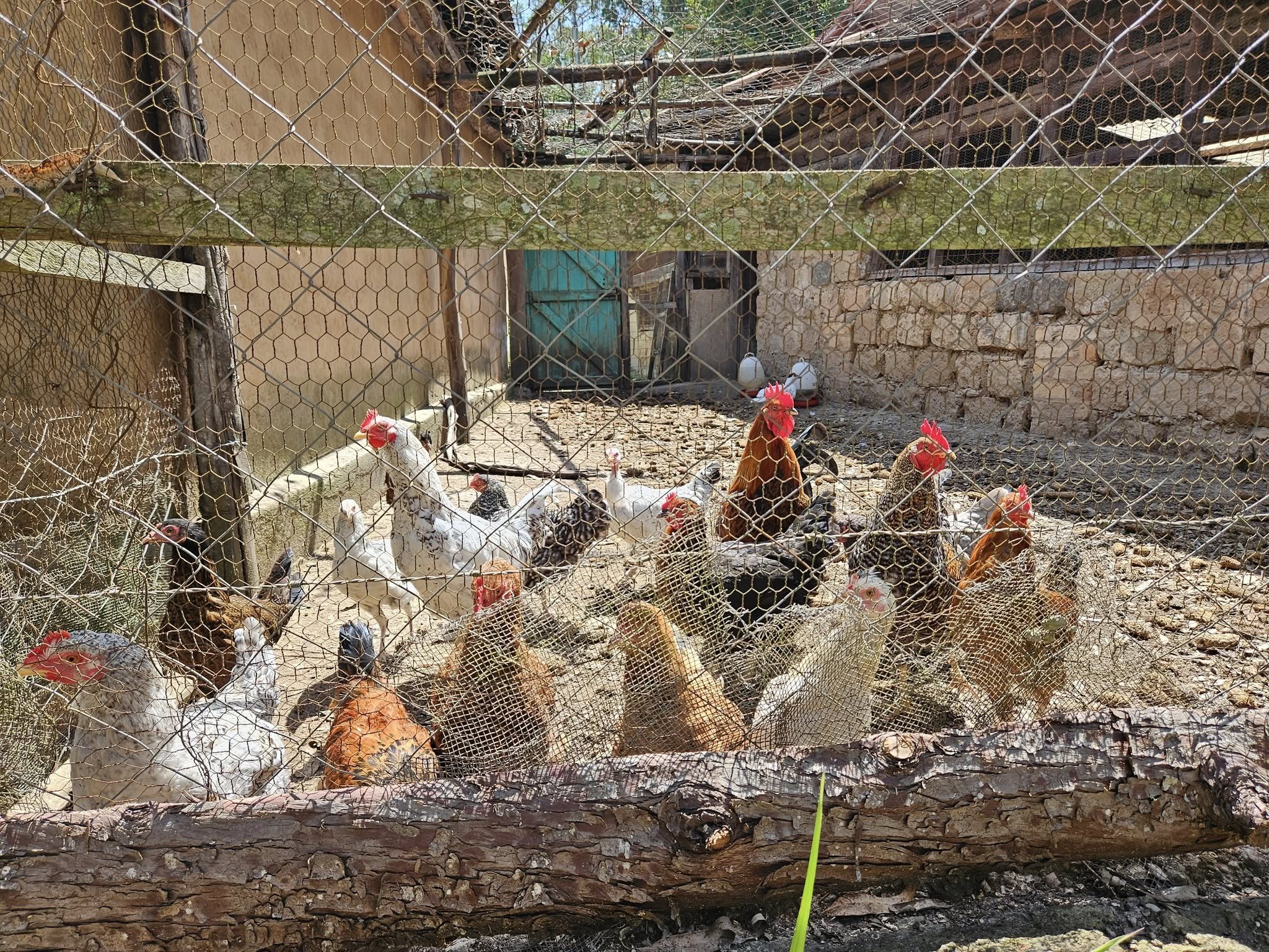 Curious Chickens at Sam's farm.