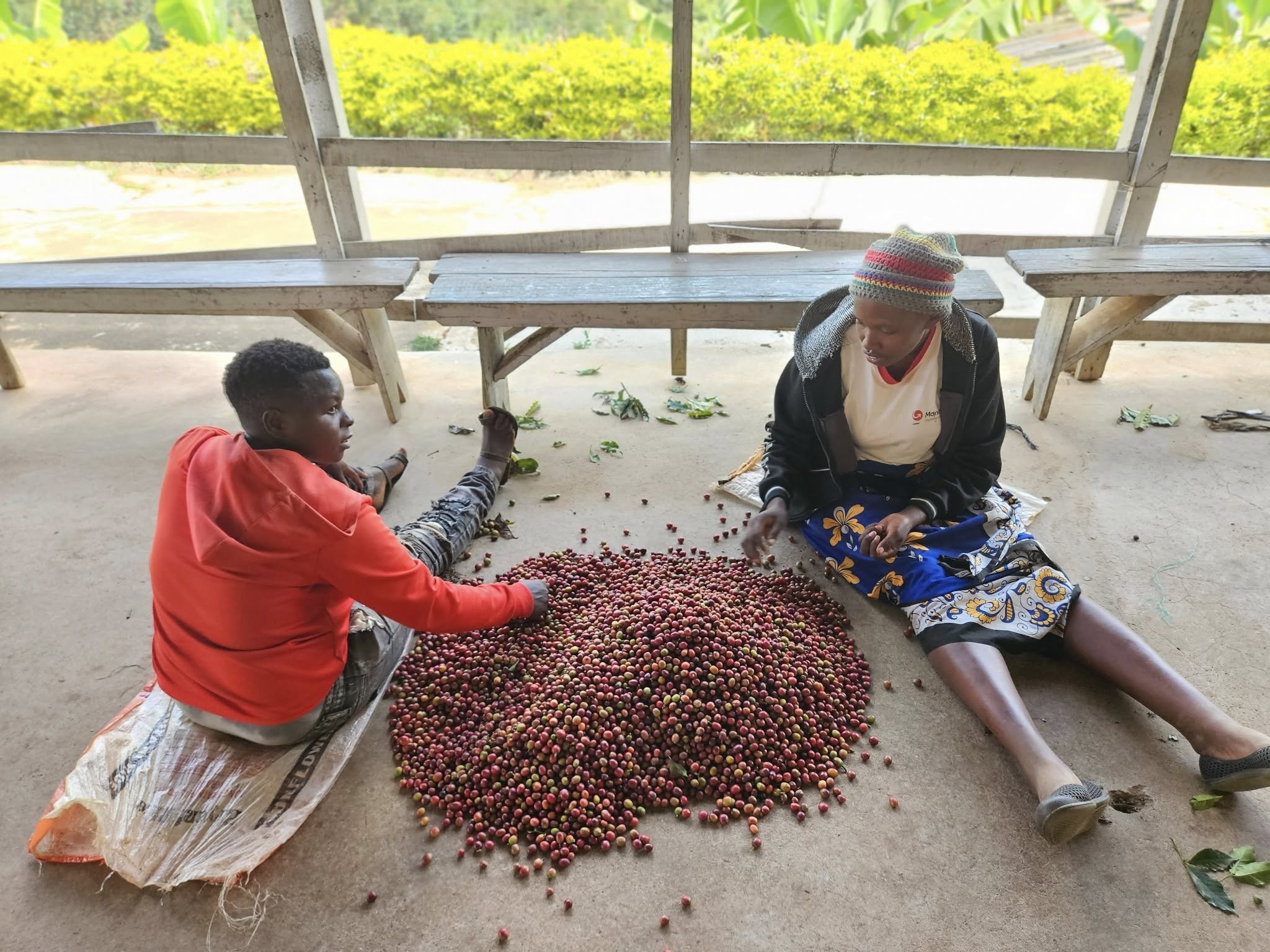Sorting the beans.