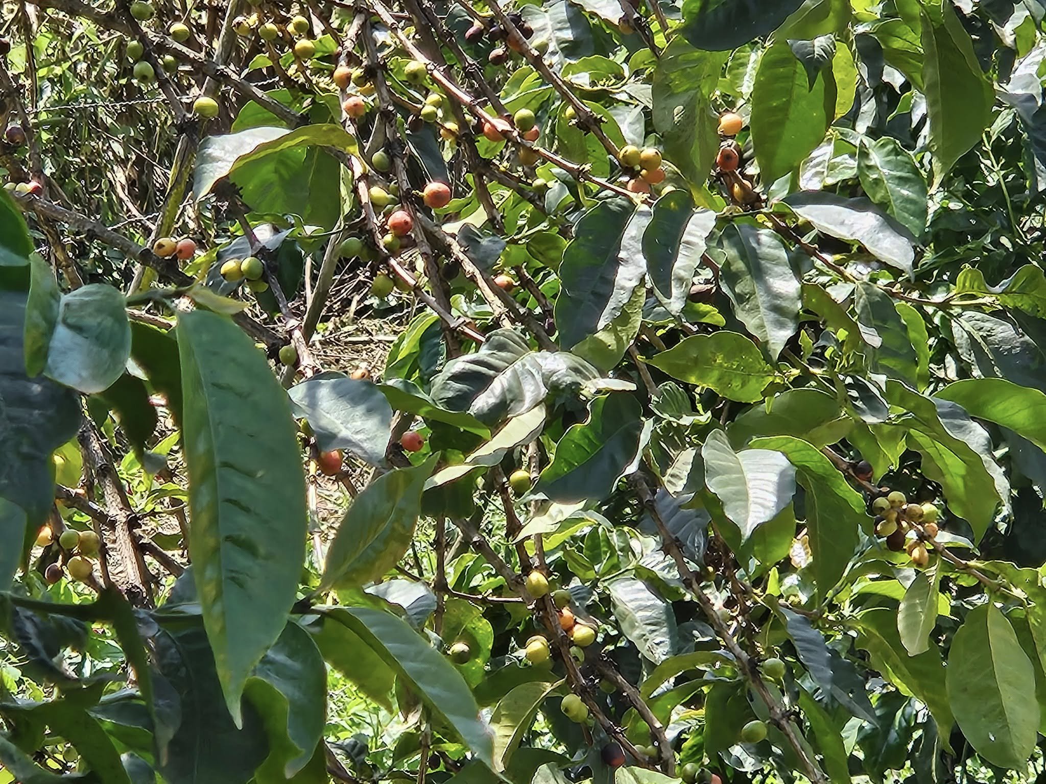 Coffee beans. Red means ripe.