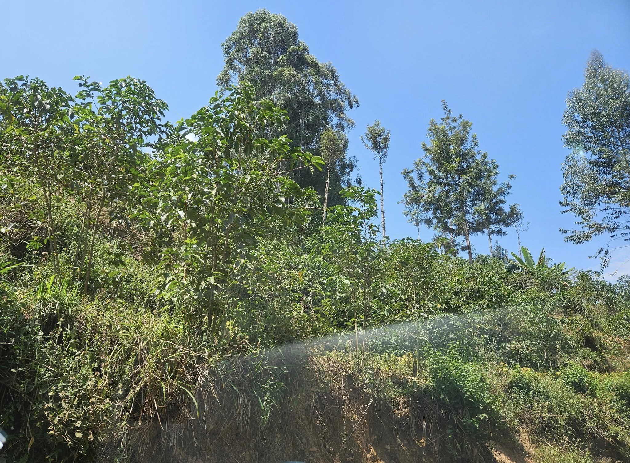 Coffee Plants at a coffee coop. 1250 local farmers belong to the coop and bring their coffee here to be processed before going on to the roaster. The manager, Susan, gave us a tour. This is where Sam sells the coffee he grows. It is quite a process.