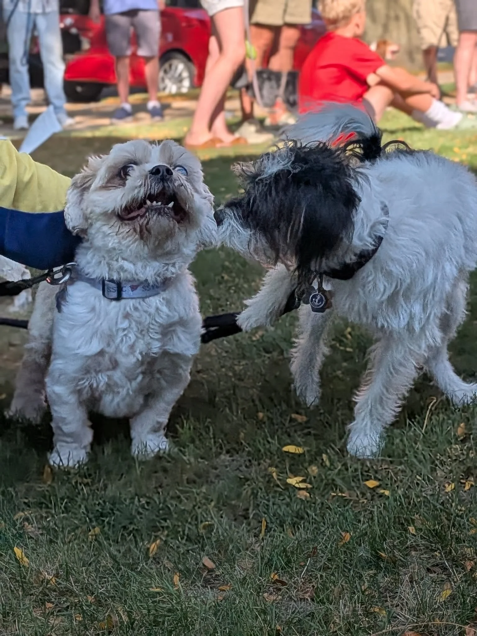 BlessingPets2025f (1).jpg