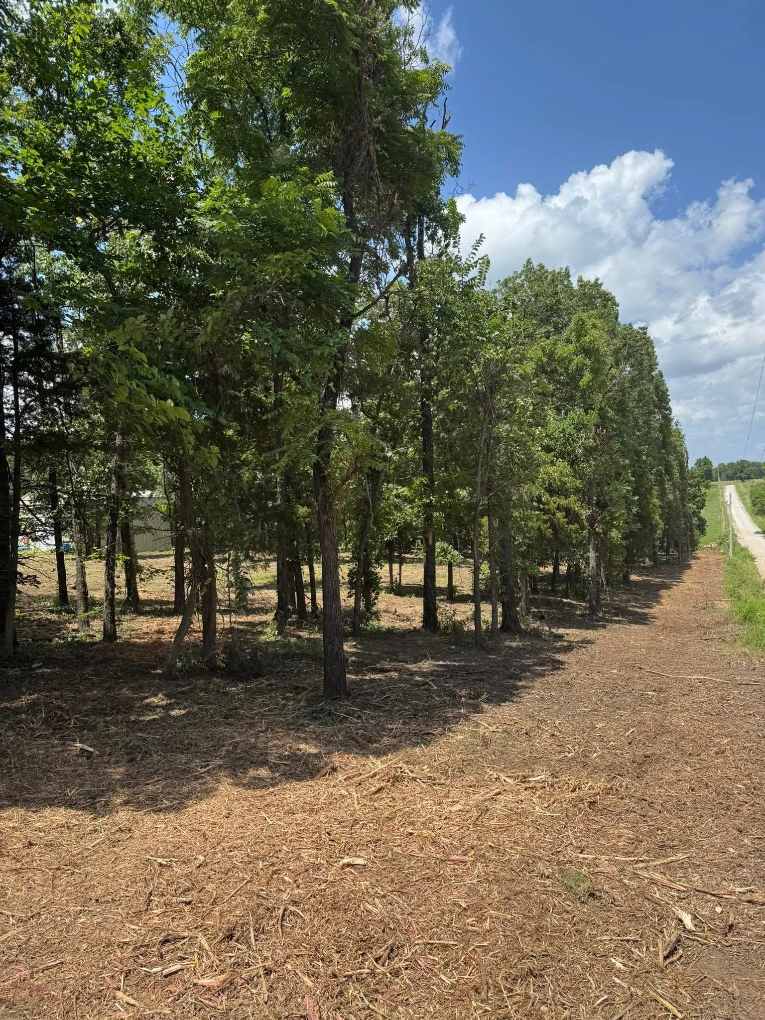 A wooded area with a dirt path, numerous green trees, and a partly cloudy blue sky.