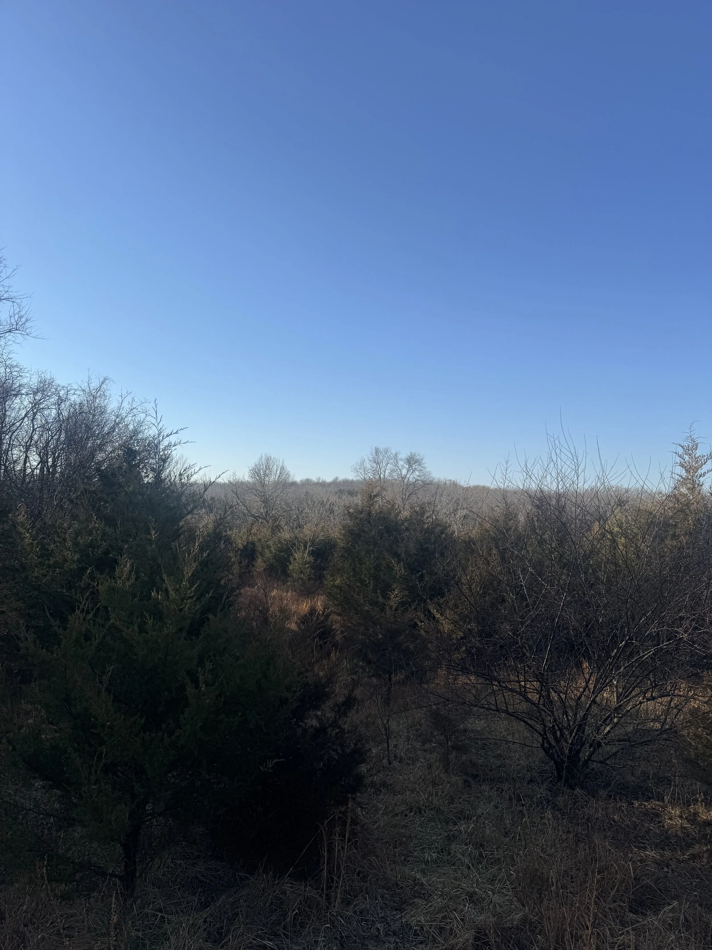 fence-row-clearing-pleasant-hope-mo-before.jpg