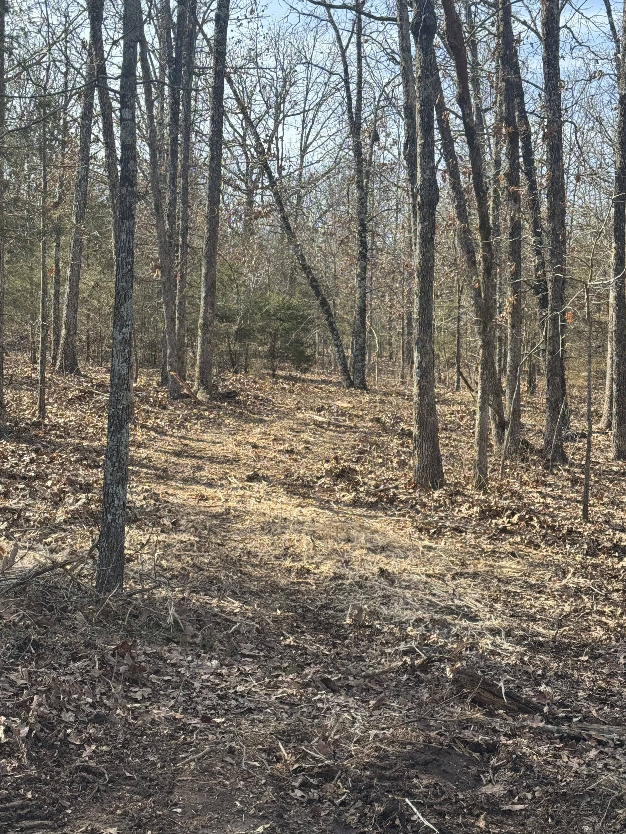 A forest scene with tall, leafless trees and a dirt path. The ground is covered with dry leaves and branches, and the sky is clear and blue.