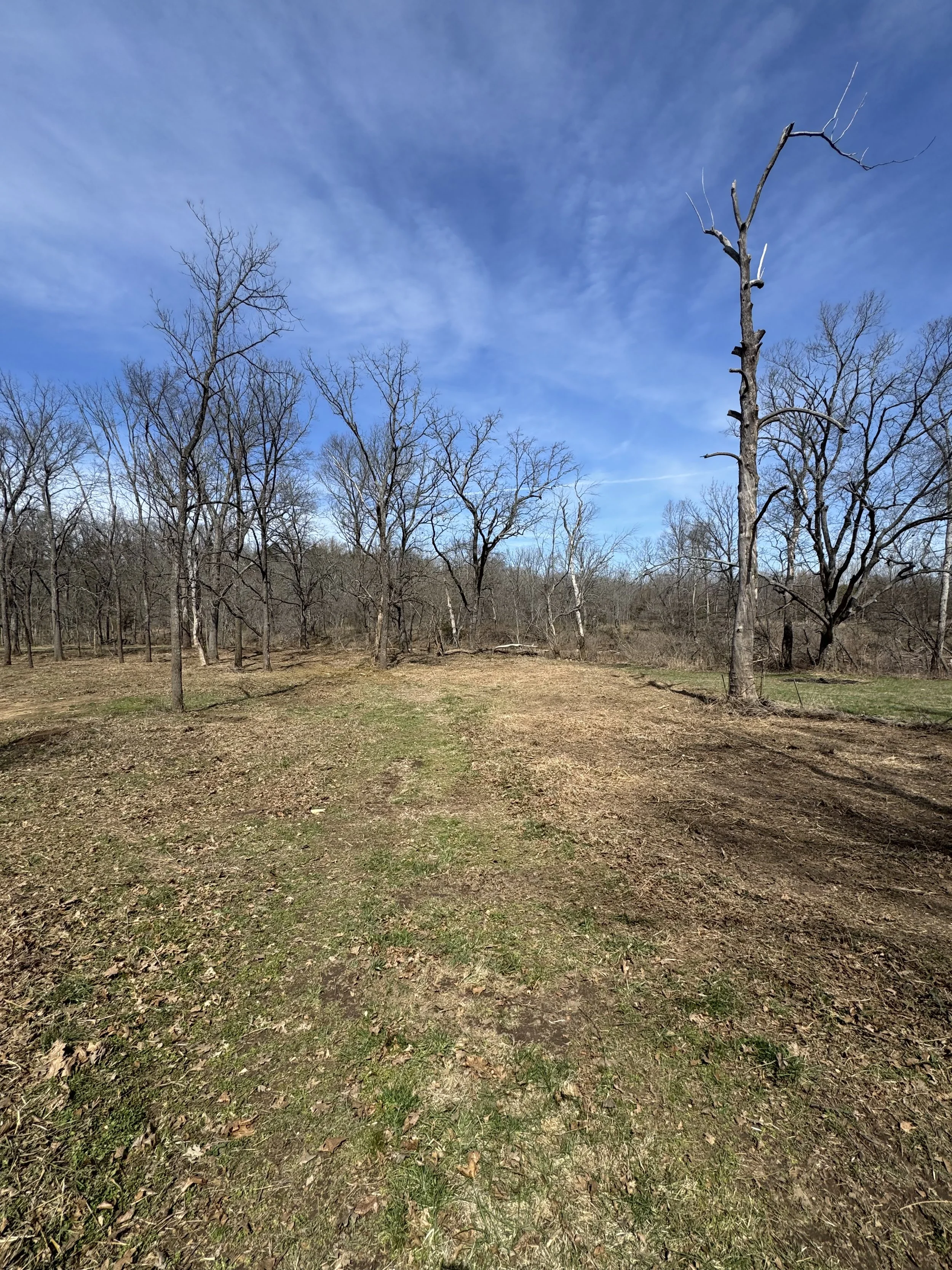 A wooded area with leafless trees under a partly cloudy blue sky.
