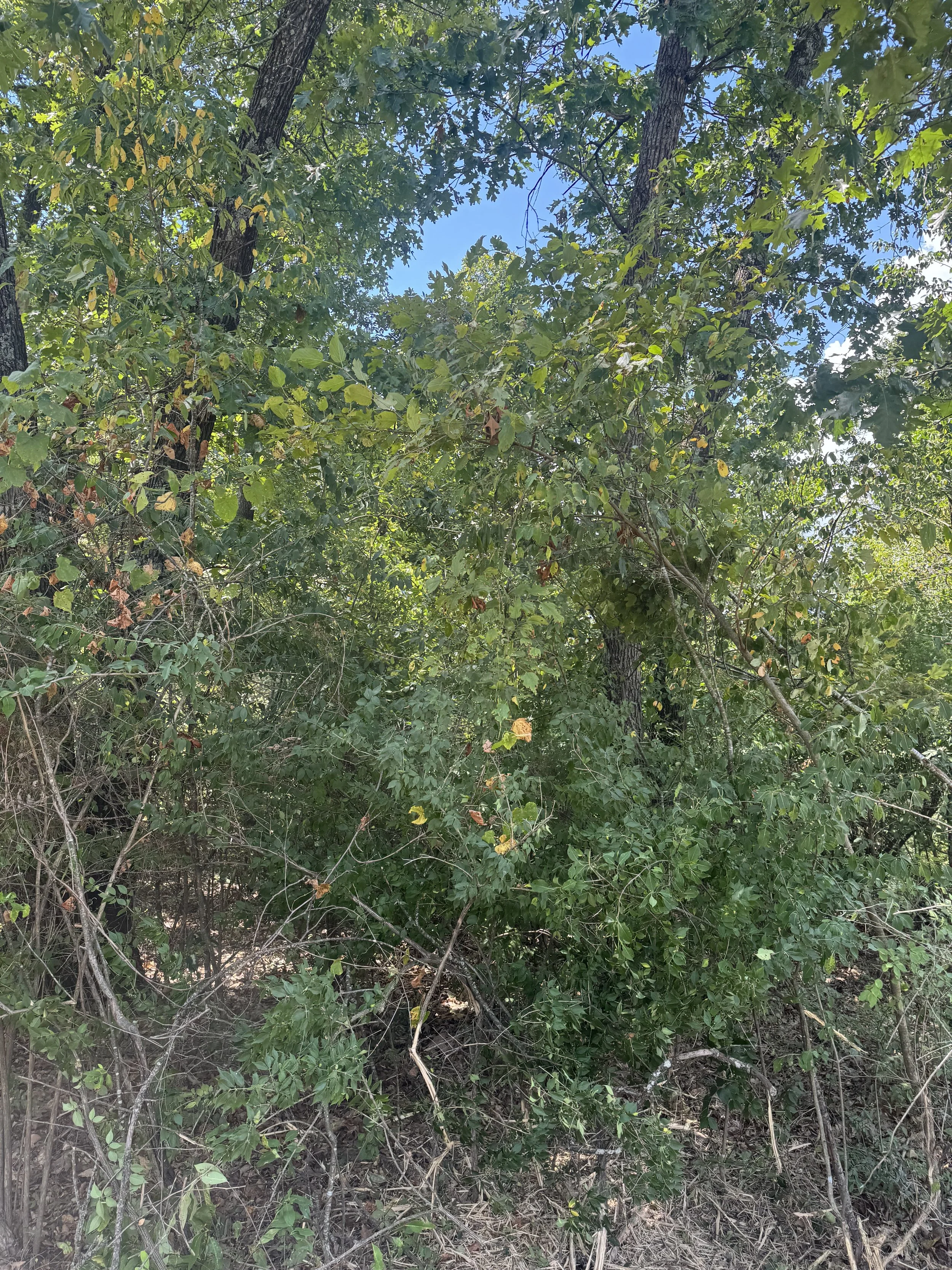 fence-row-clearing-purdy-mo-before.jpg